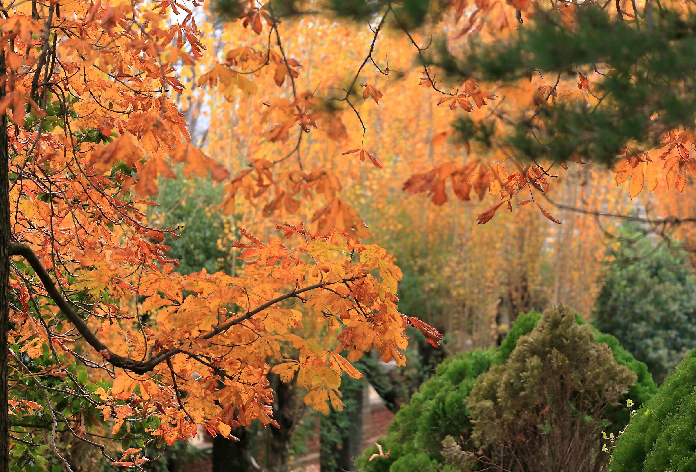 Foliage in Villa Revoltella # 2