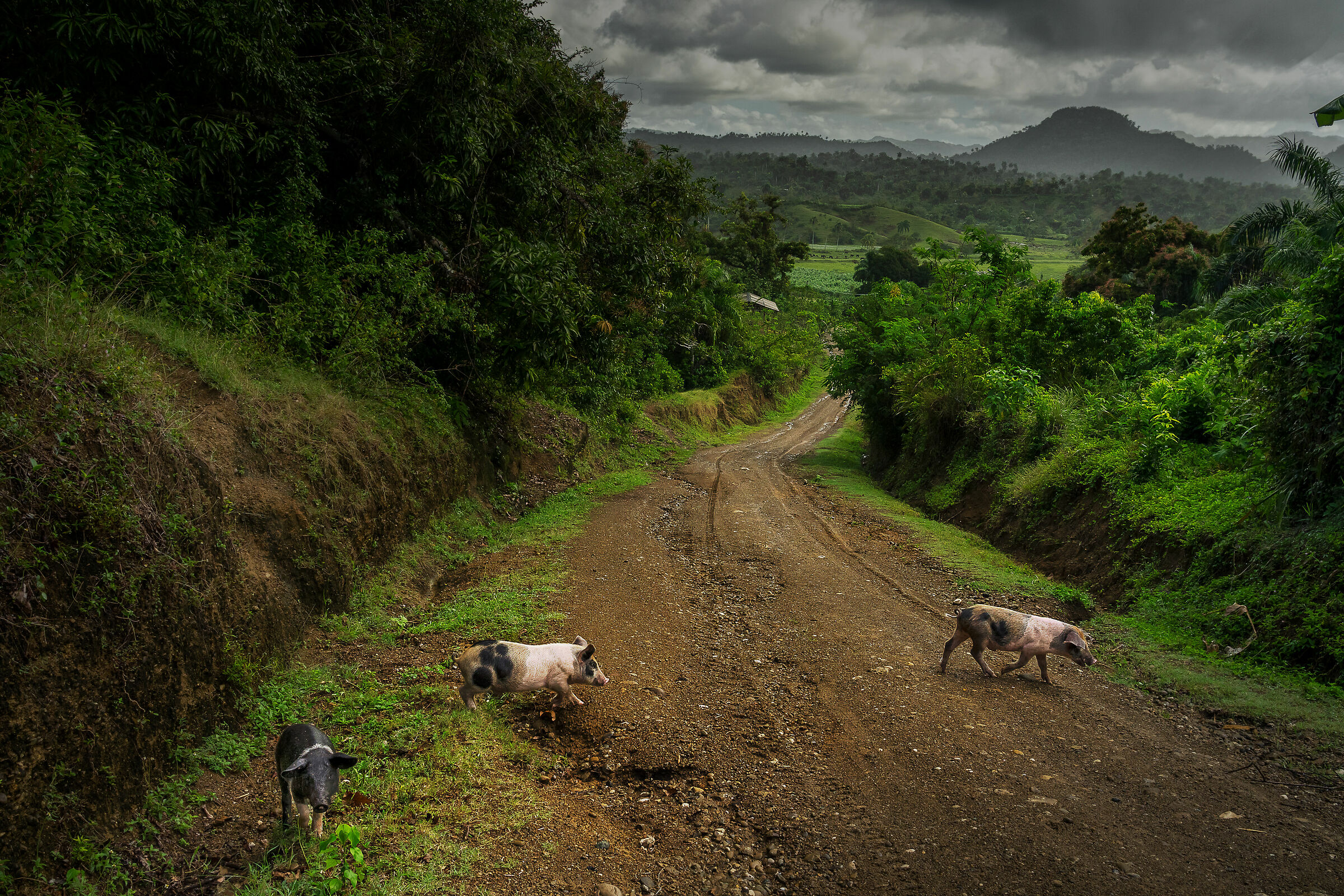 Siam tre piccoli porcellin