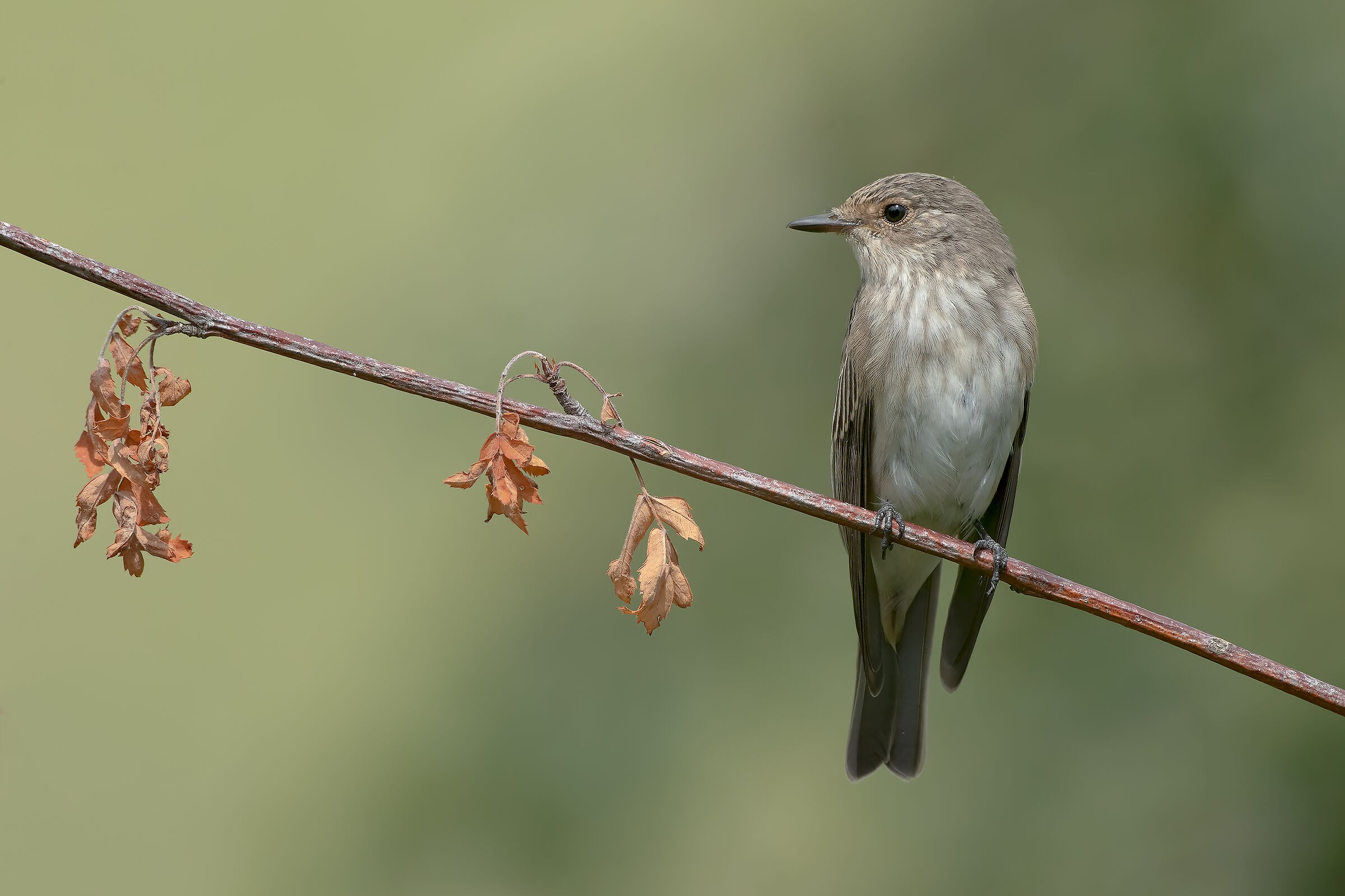 Pigliamosche - Fine estate 2019