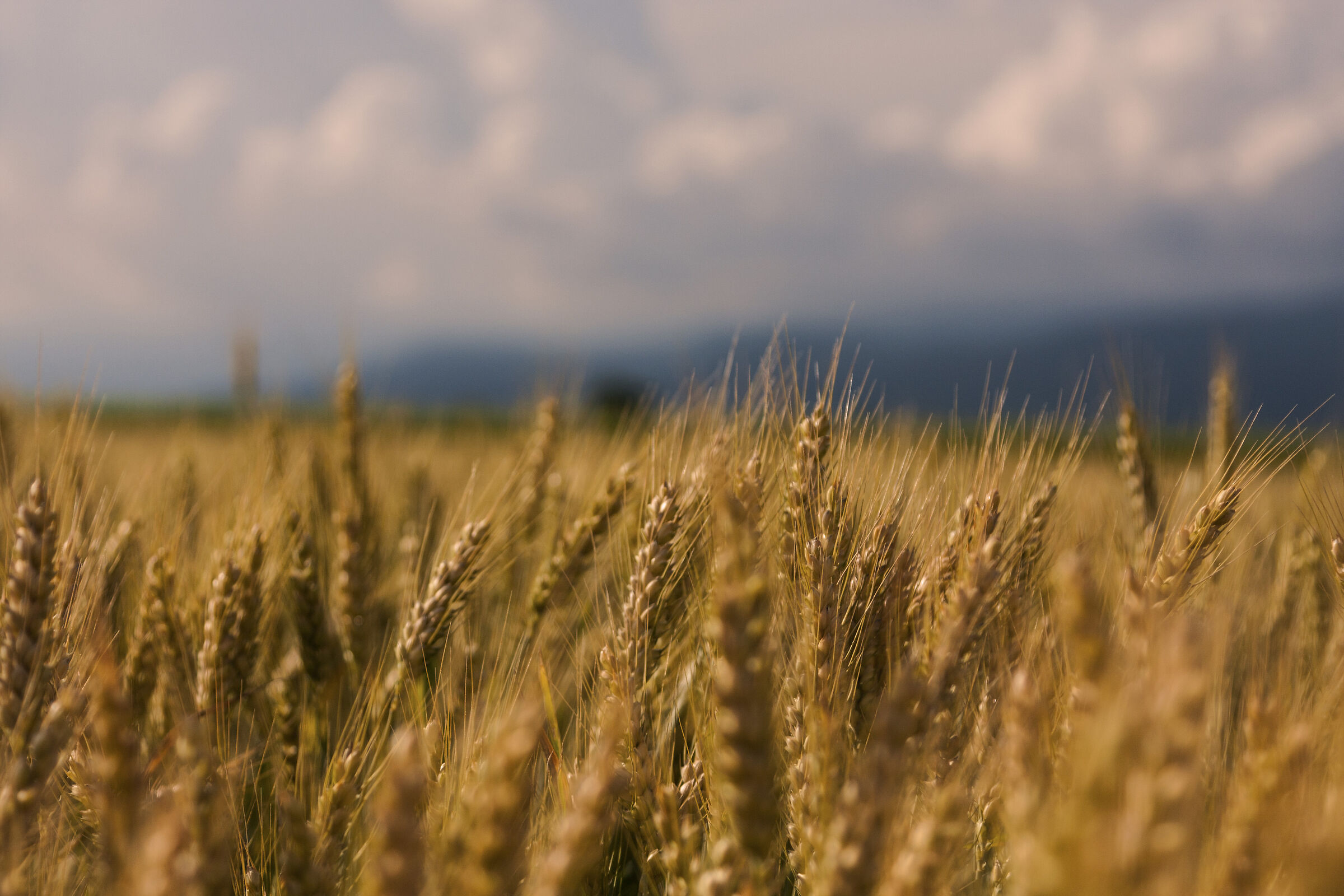 Spies - Cividale del Friuli (UD)