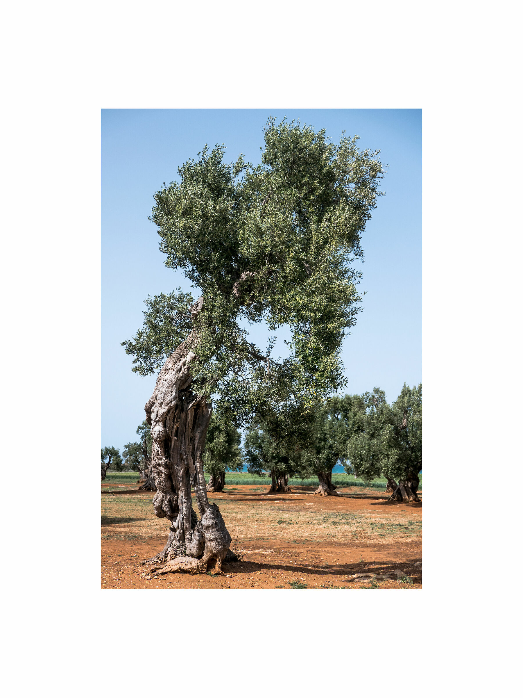 Ulivo pugliese