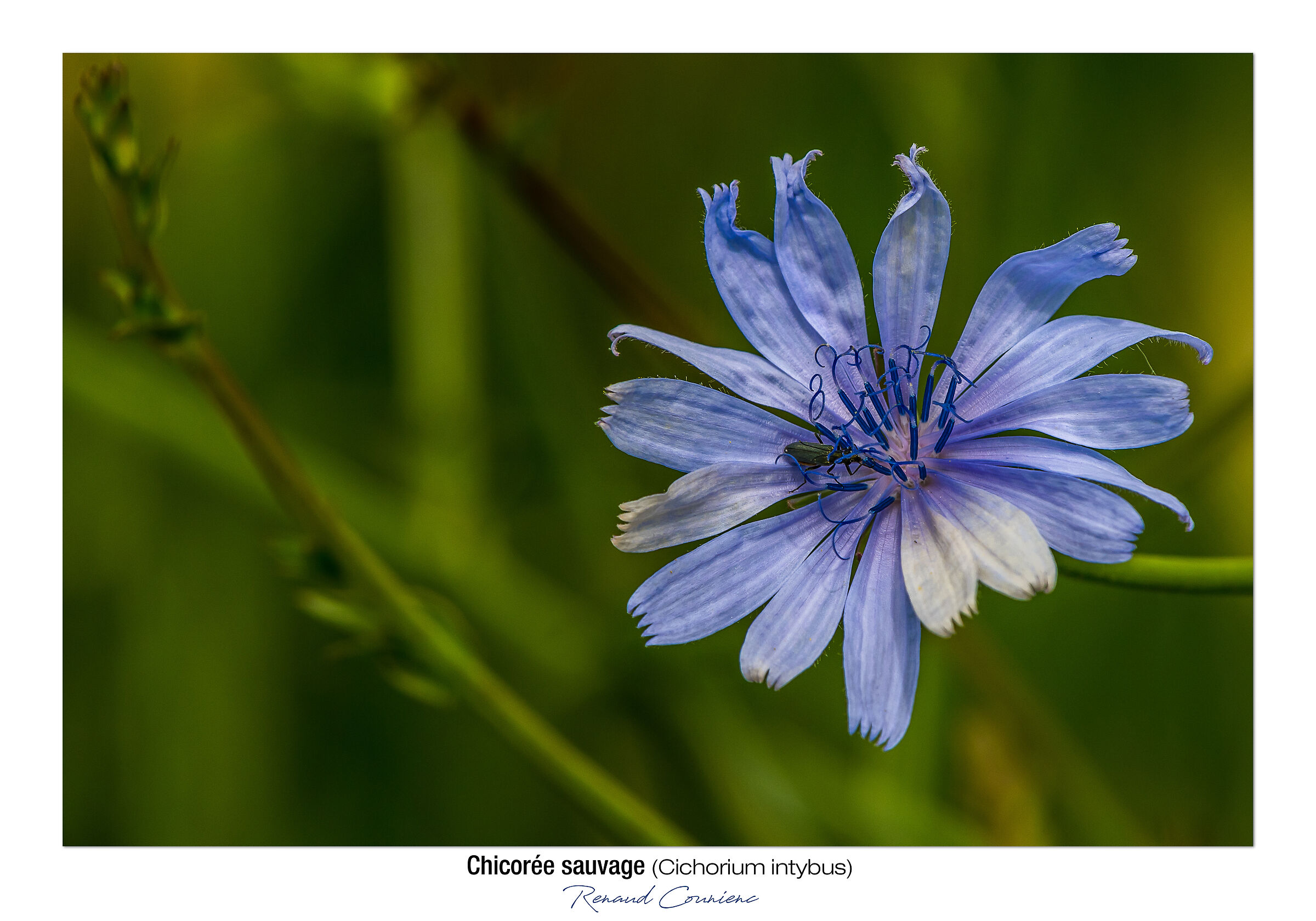 Chicorée sauvage (Cichorium intybus)