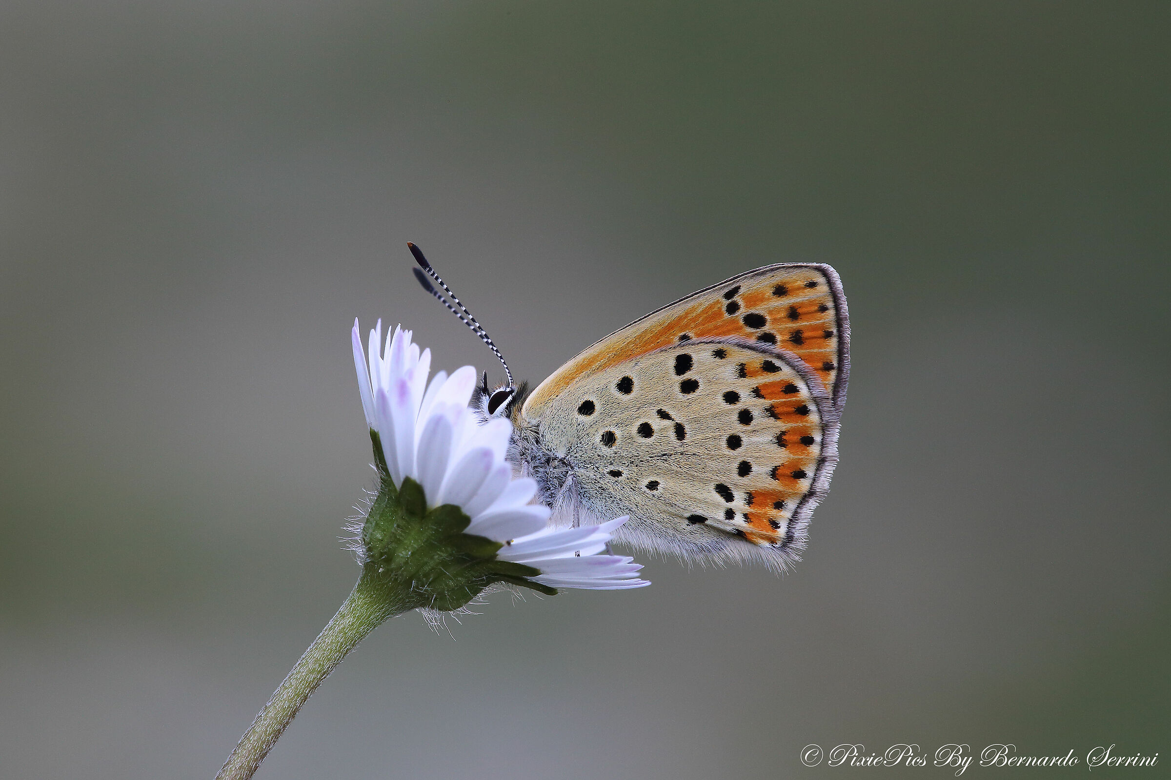 Polyommatus Icarus