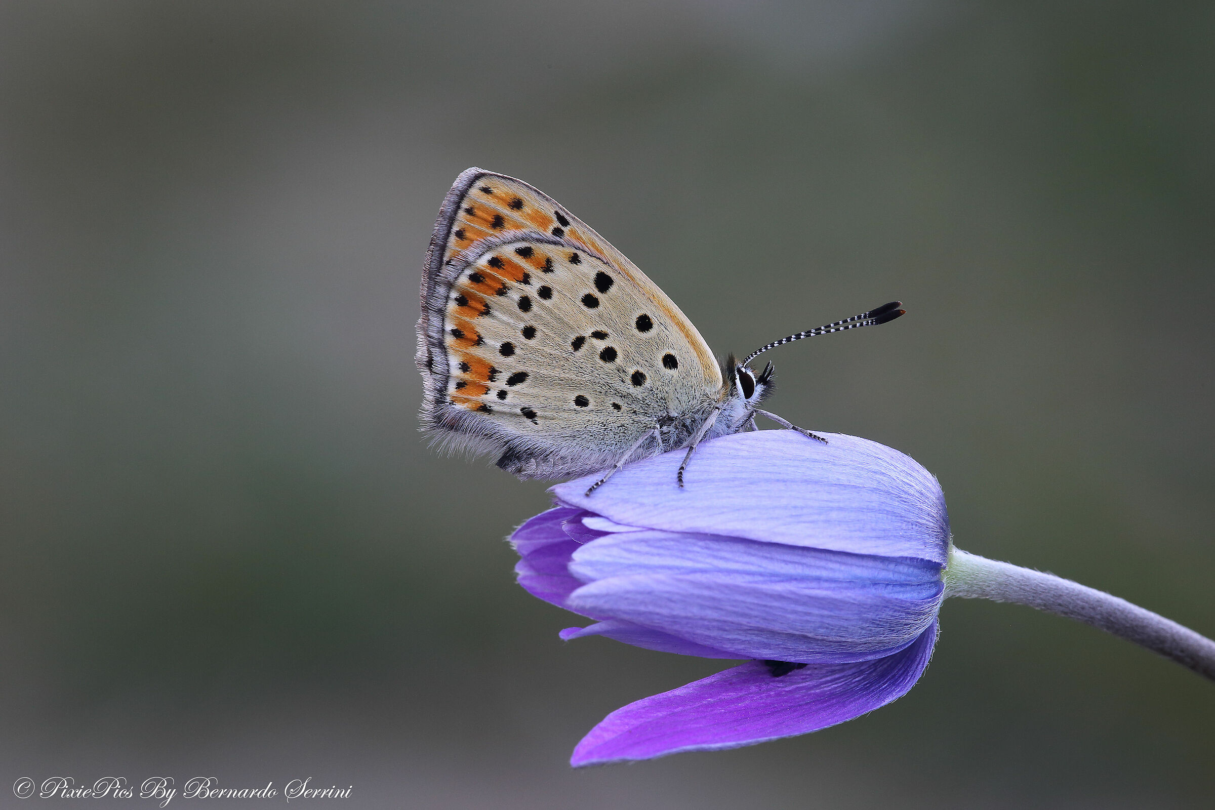 Polyommatus Icarus