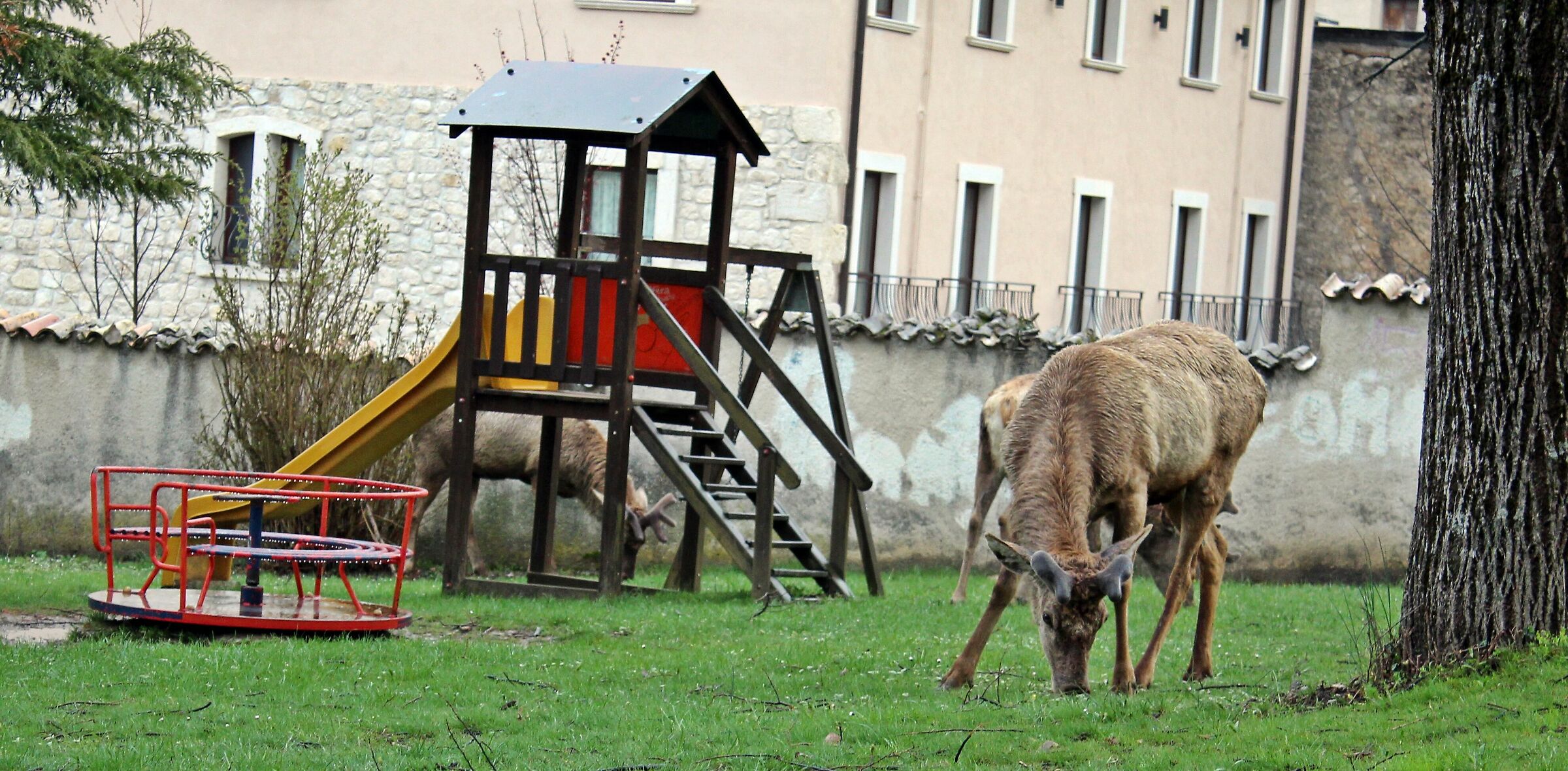 Deer at the playground