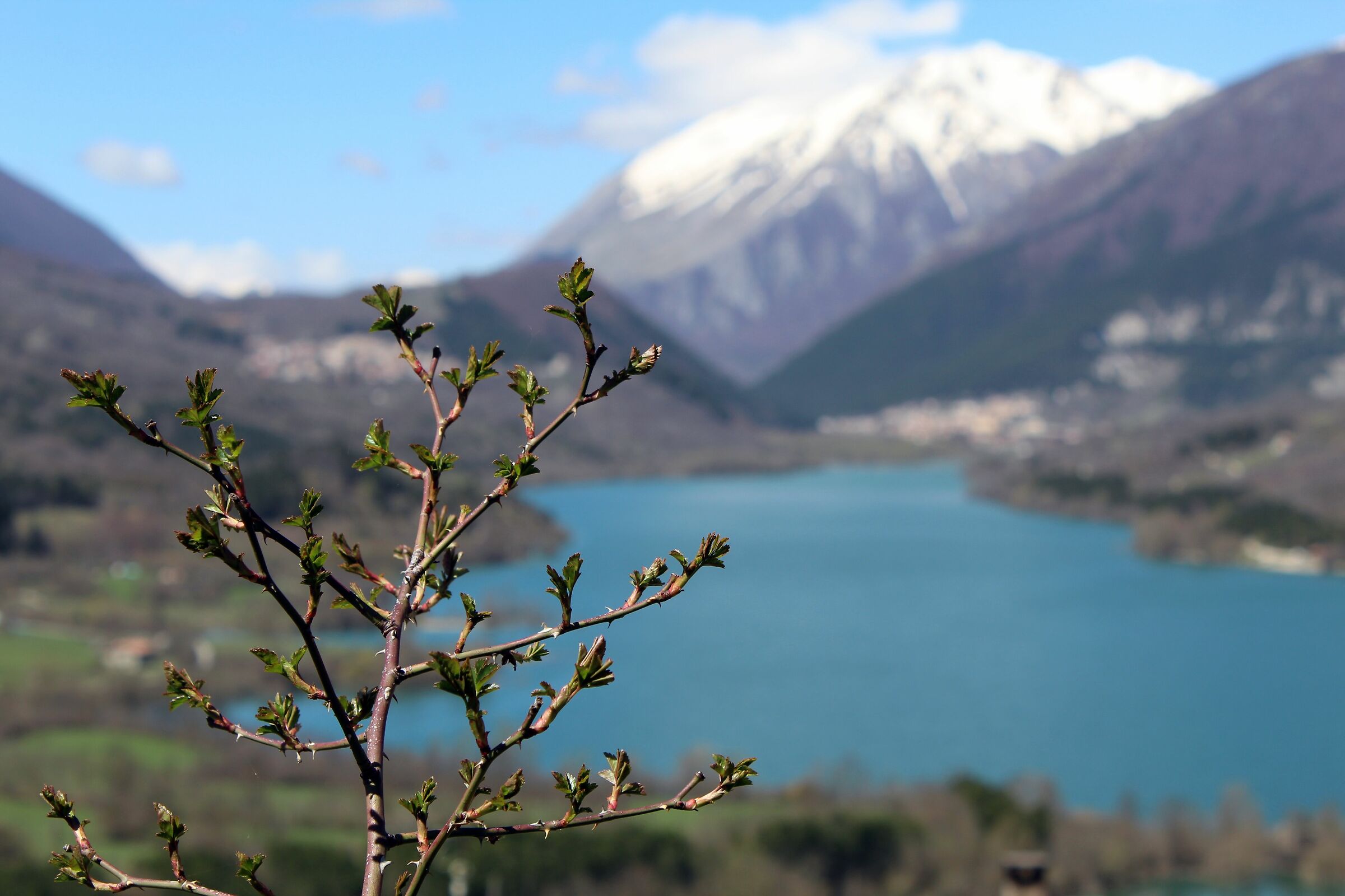 Primavera