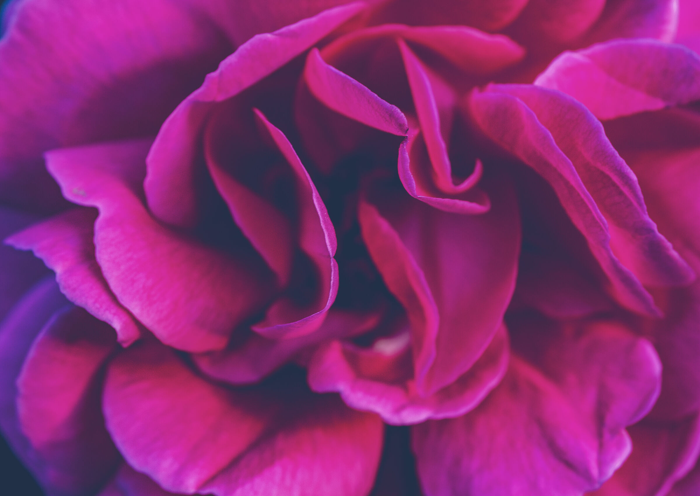 Deep Roses, New10014