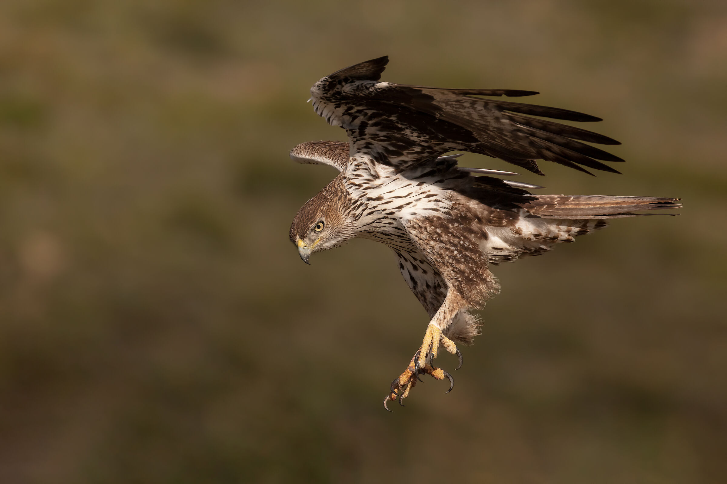 Bonelli in volo senza A9