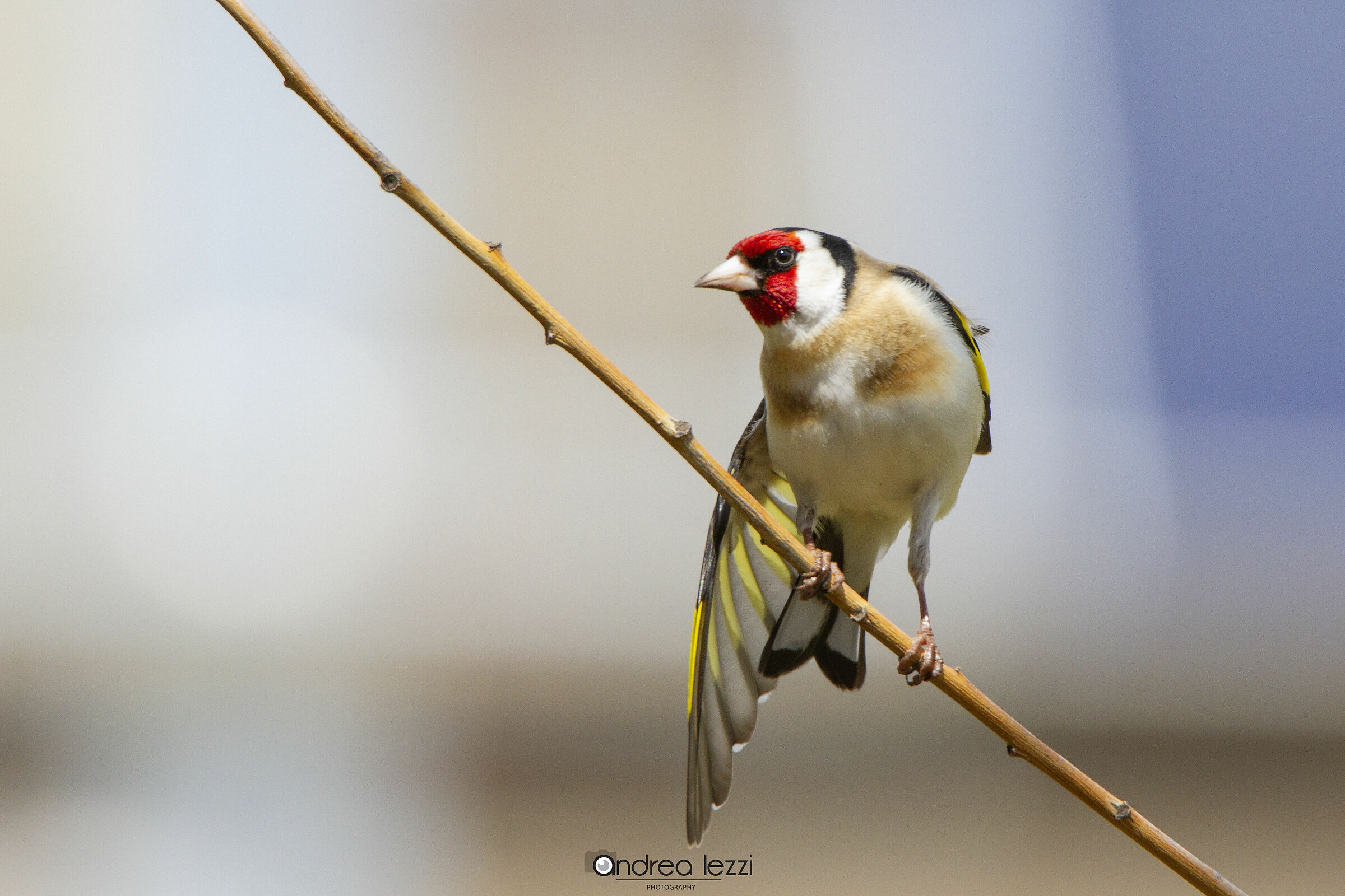 Goldfinch