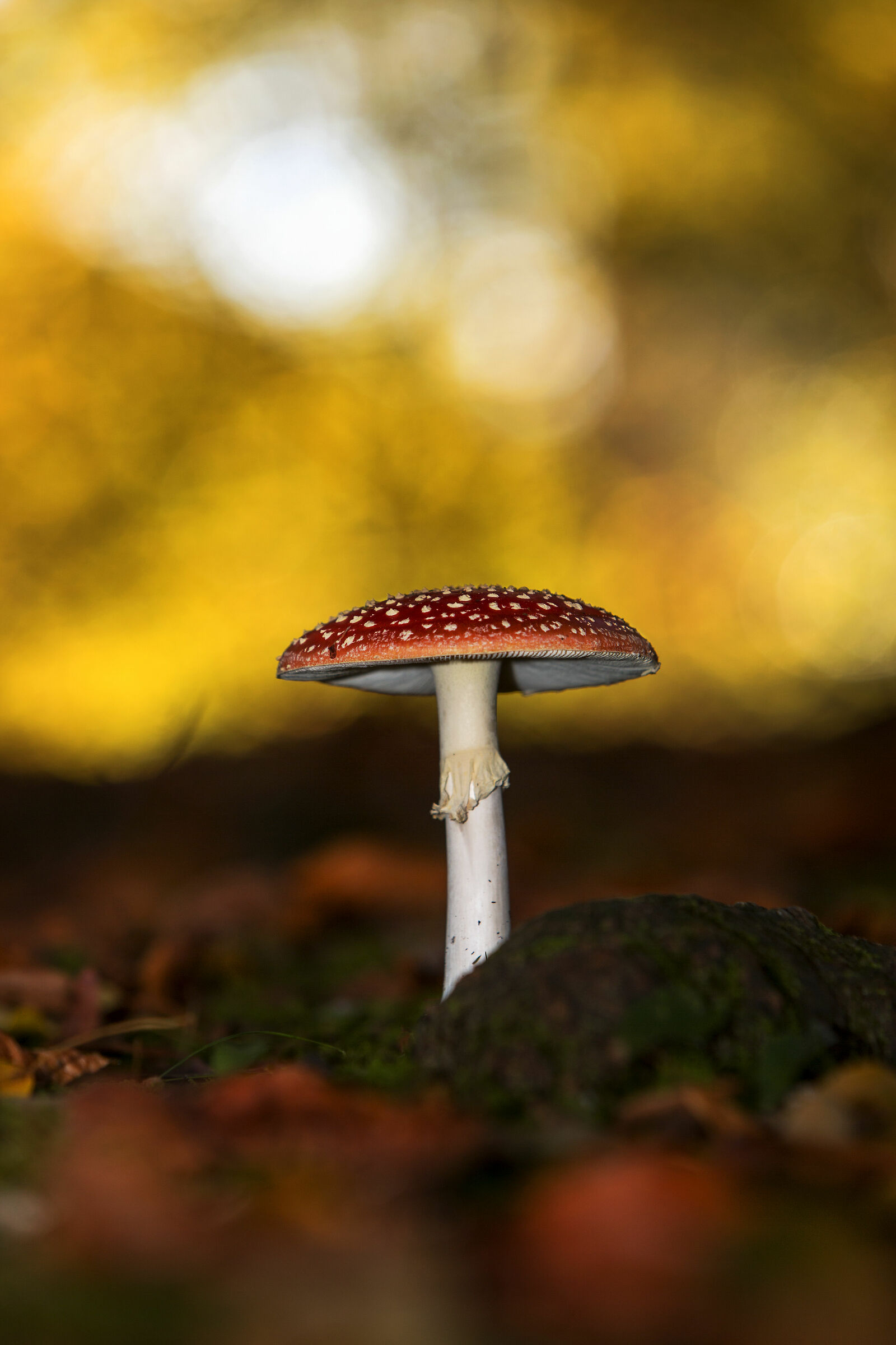 Amanita muscaria