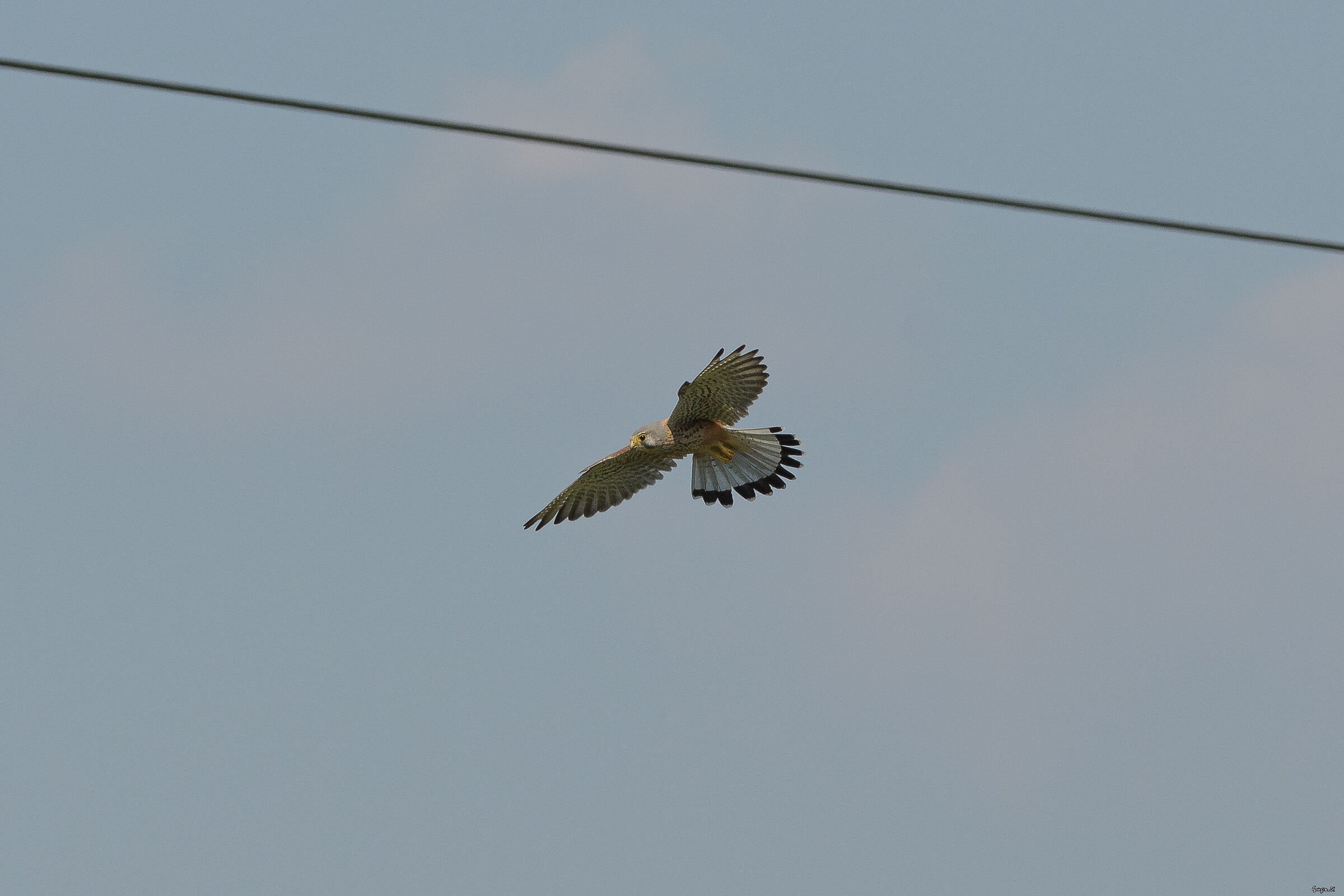 Kestrel