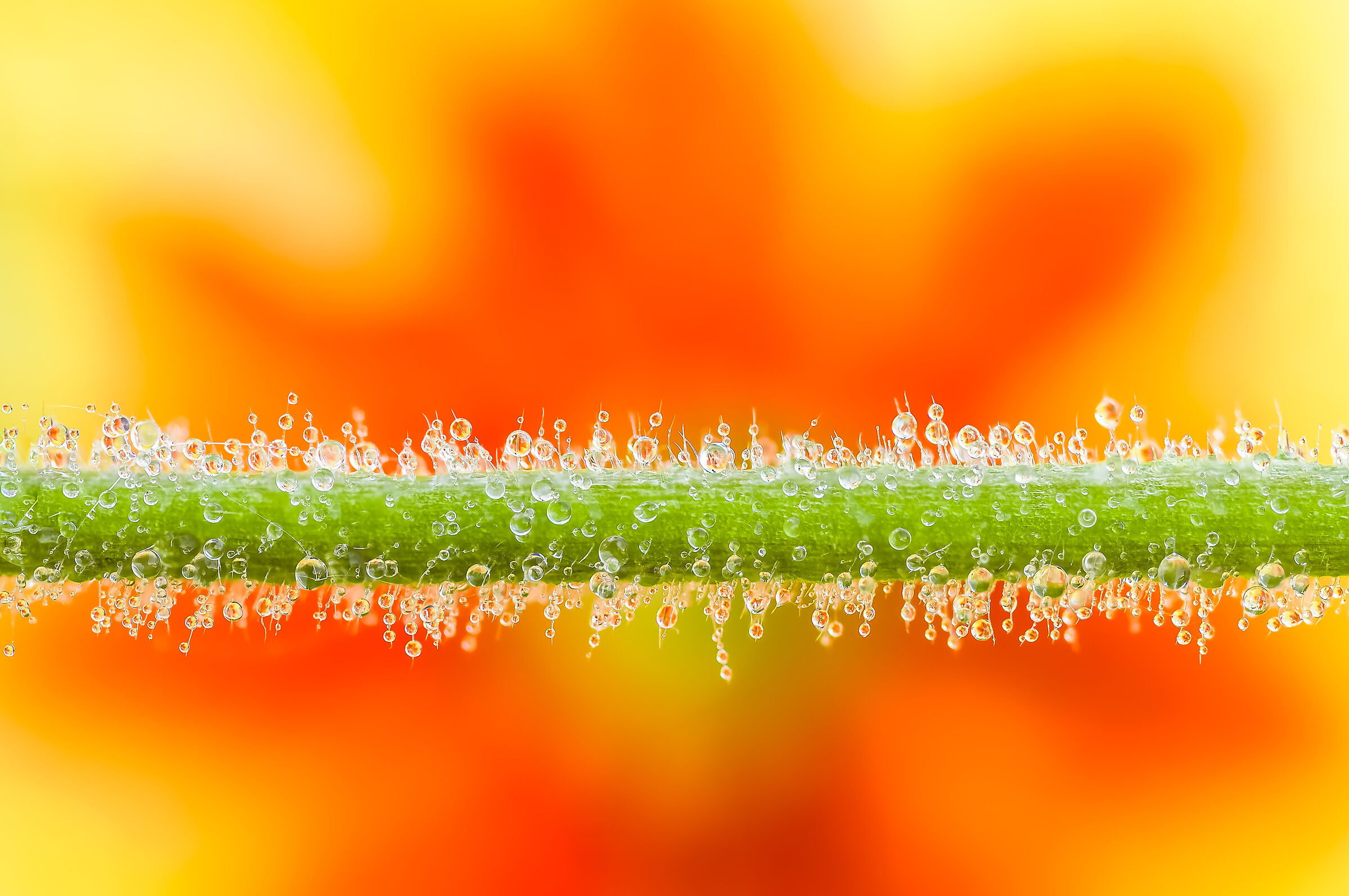 Drops & Flowers in macro photography Mario Jr Nicorelli