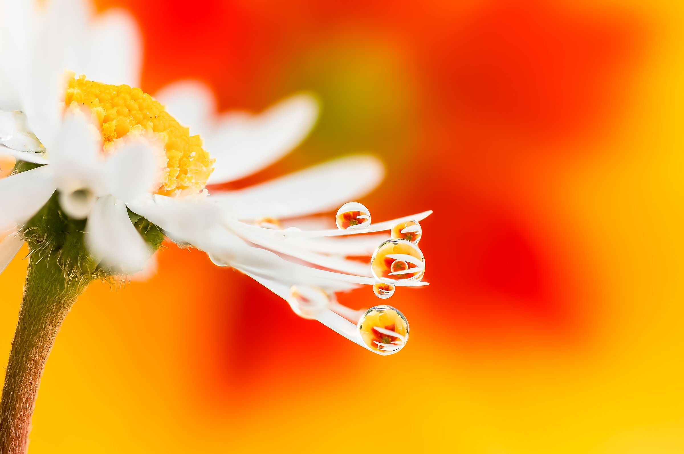 Drops & Flowers in macro fotografia Mario Jr Nicorelli