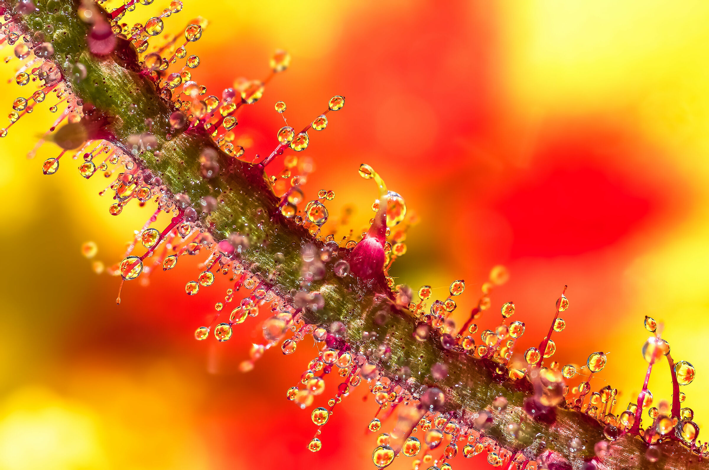 Drops & Flowers in macro fotografia Mario Jr Nicorelli