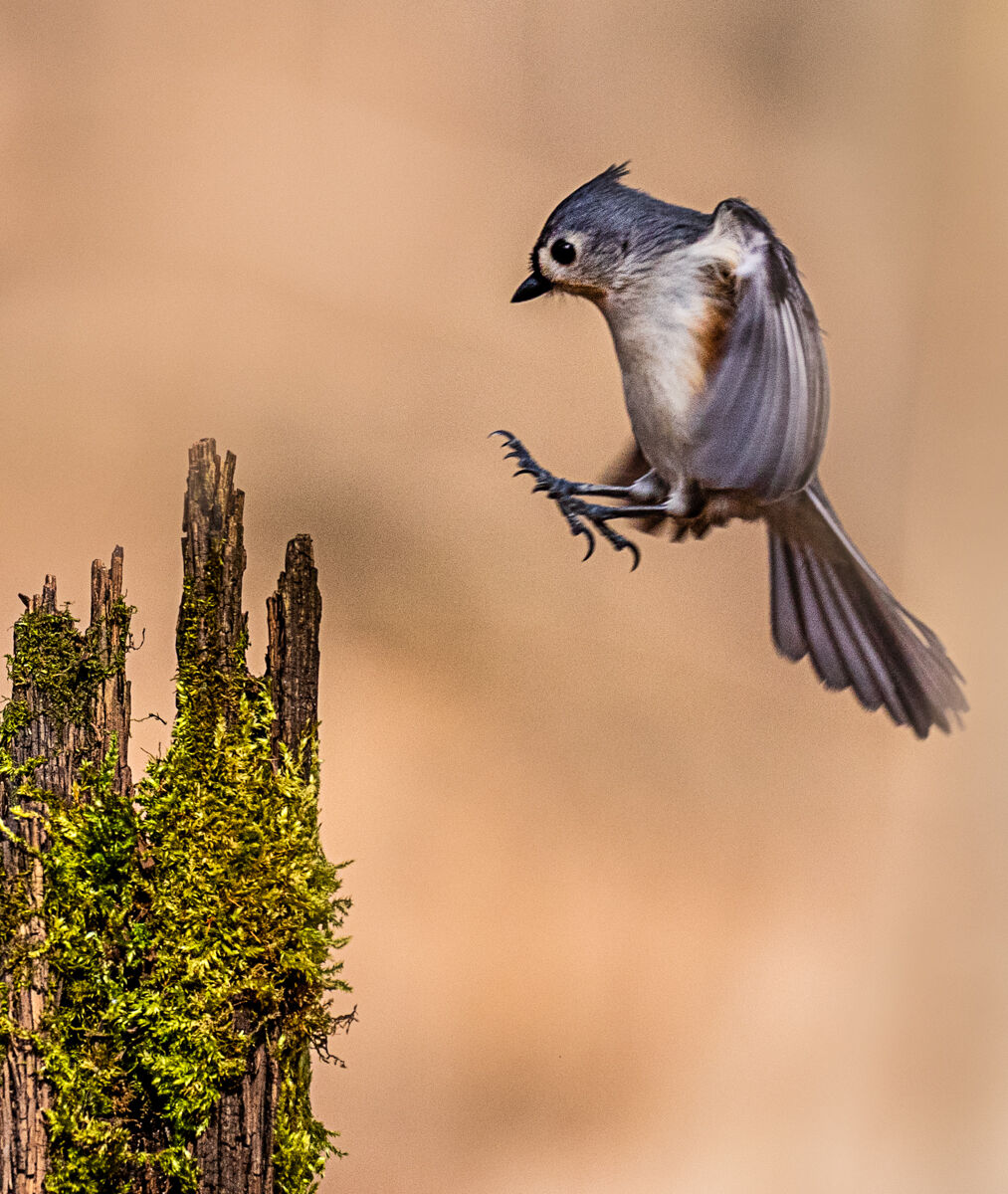 Titmouse,coming in for Landing.