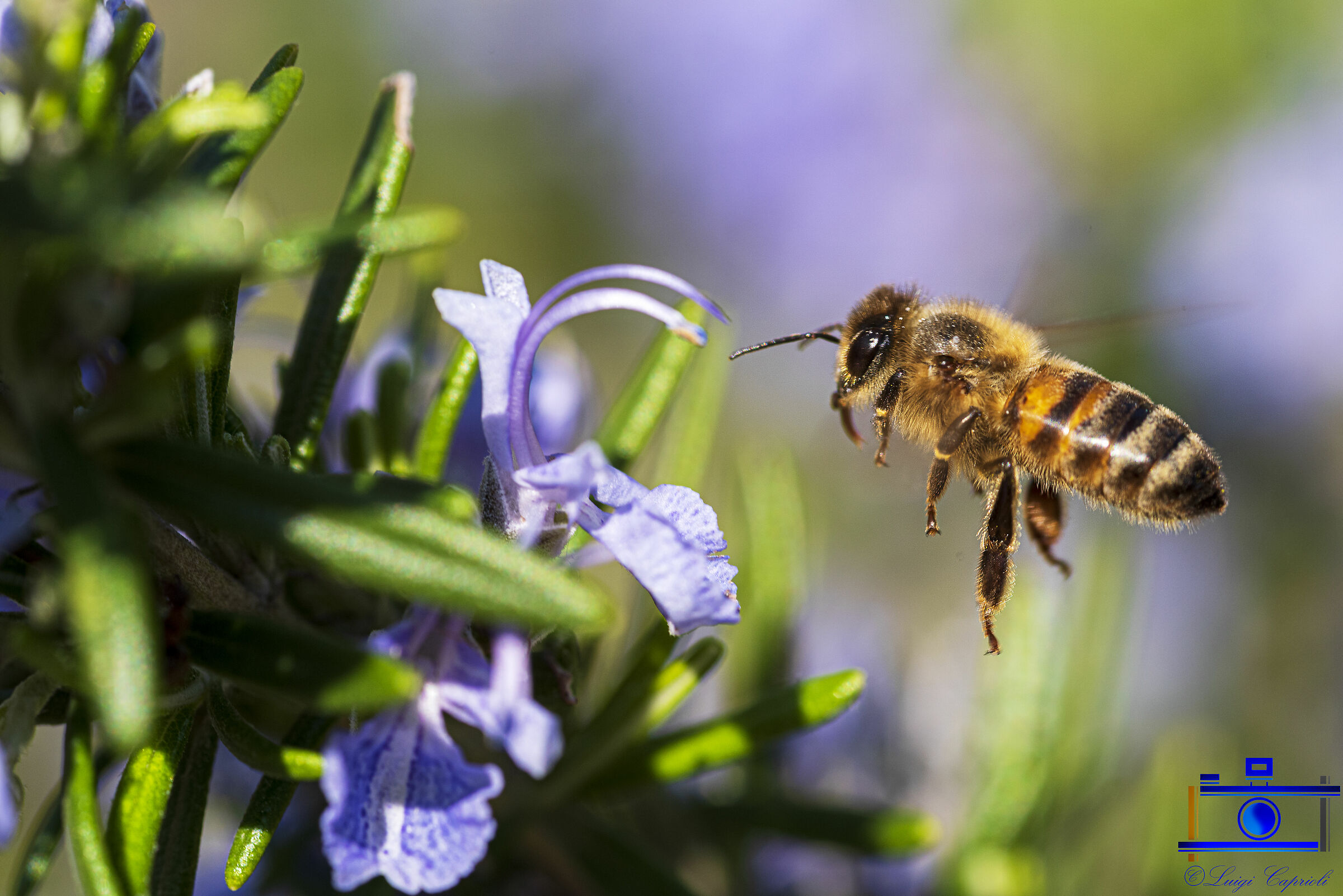 The bee and the rosemary flower