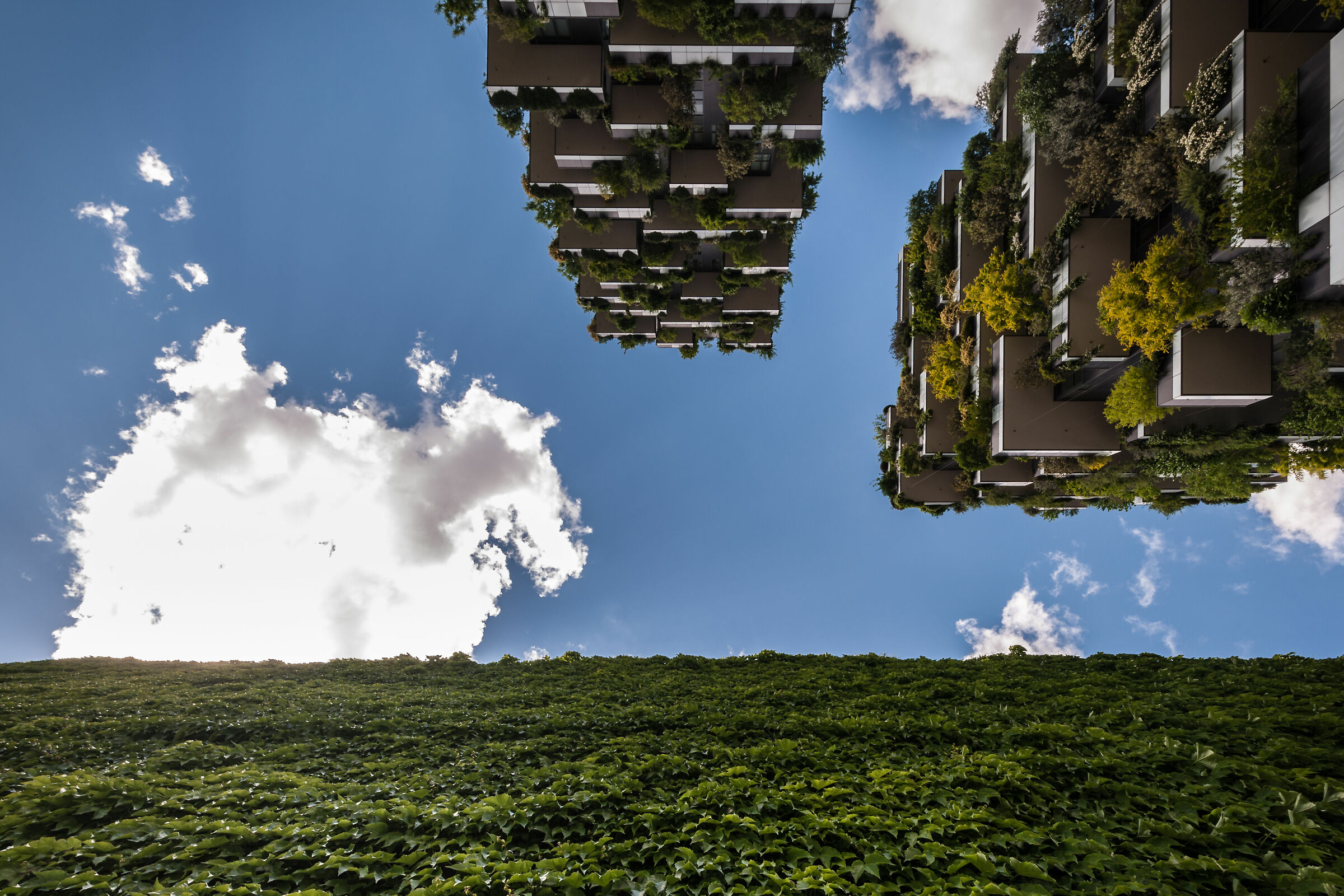 Camminando su un tappeto erboso verso il cielo
