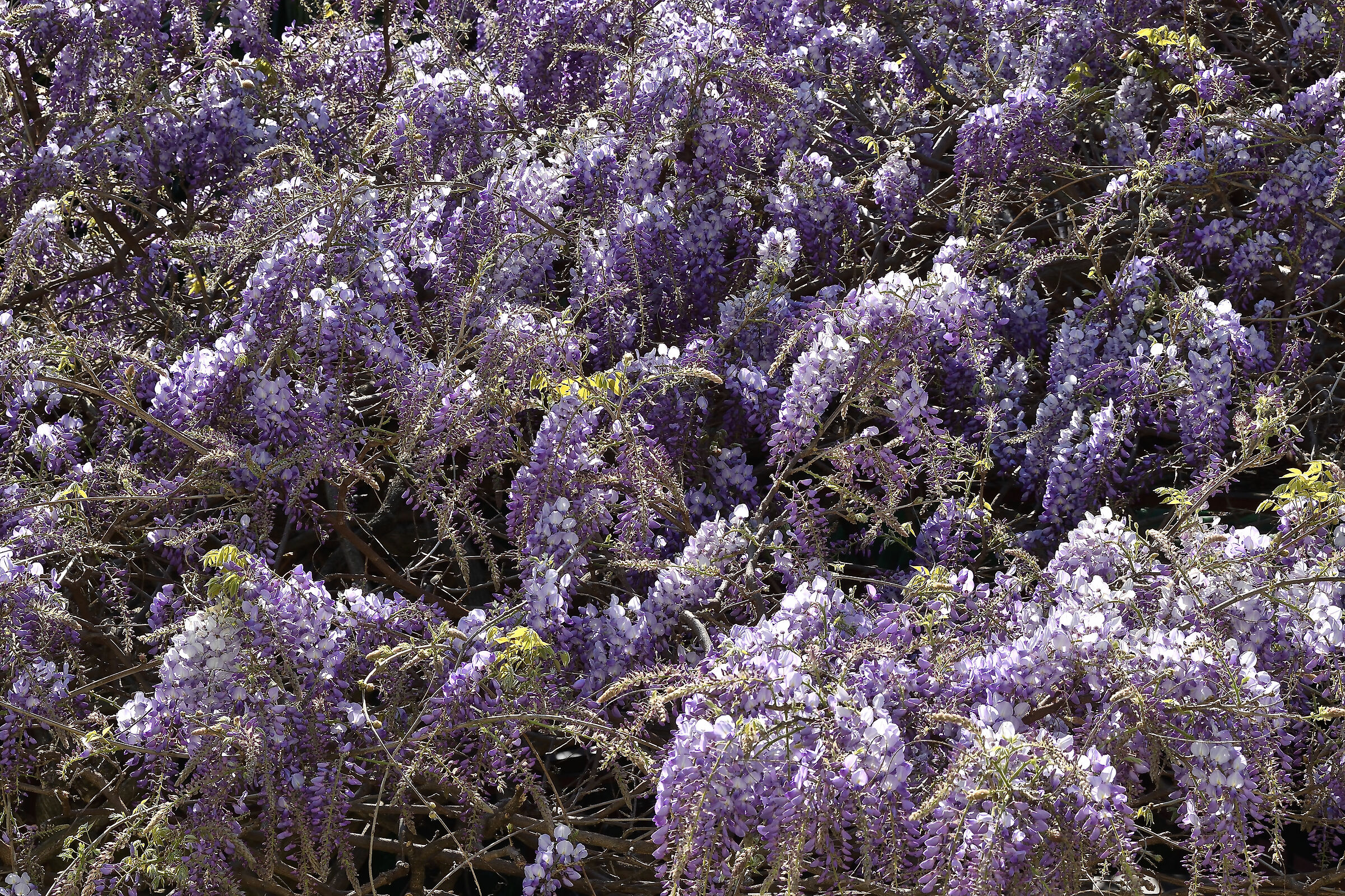 Uno scorcio del giardino