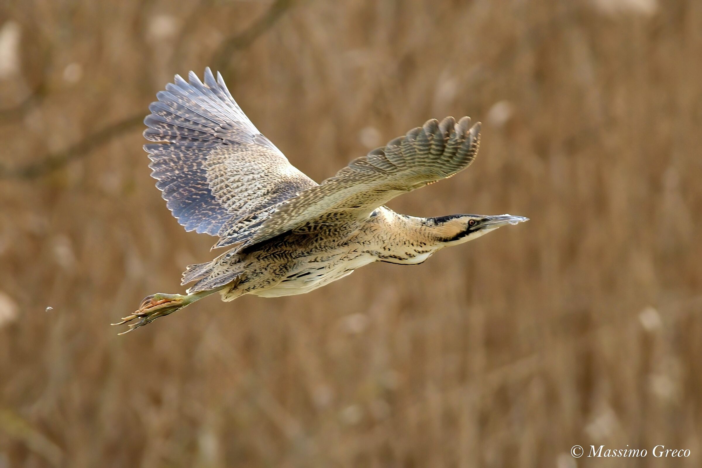 Tarabuso (Botaurus stellaris)
