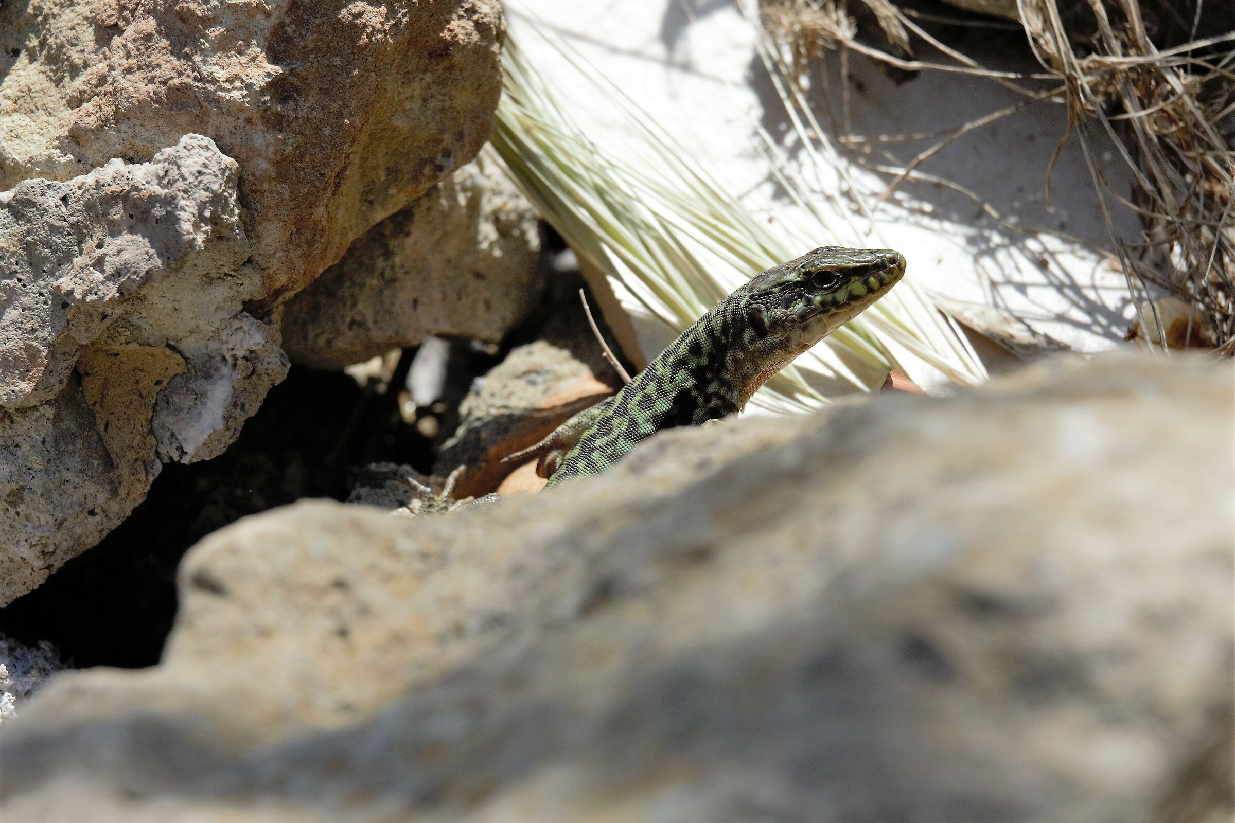 Il ritorno dei dinosauri