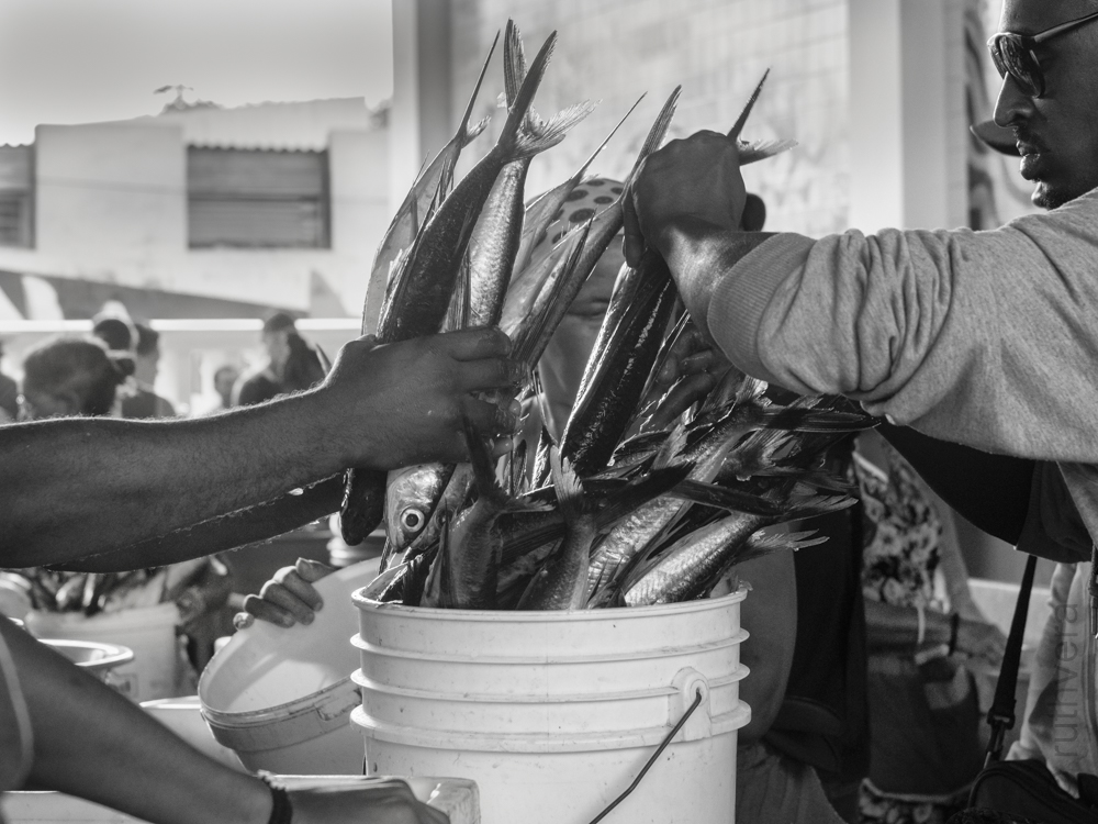 Peixe do dia Mindelo São Vicente