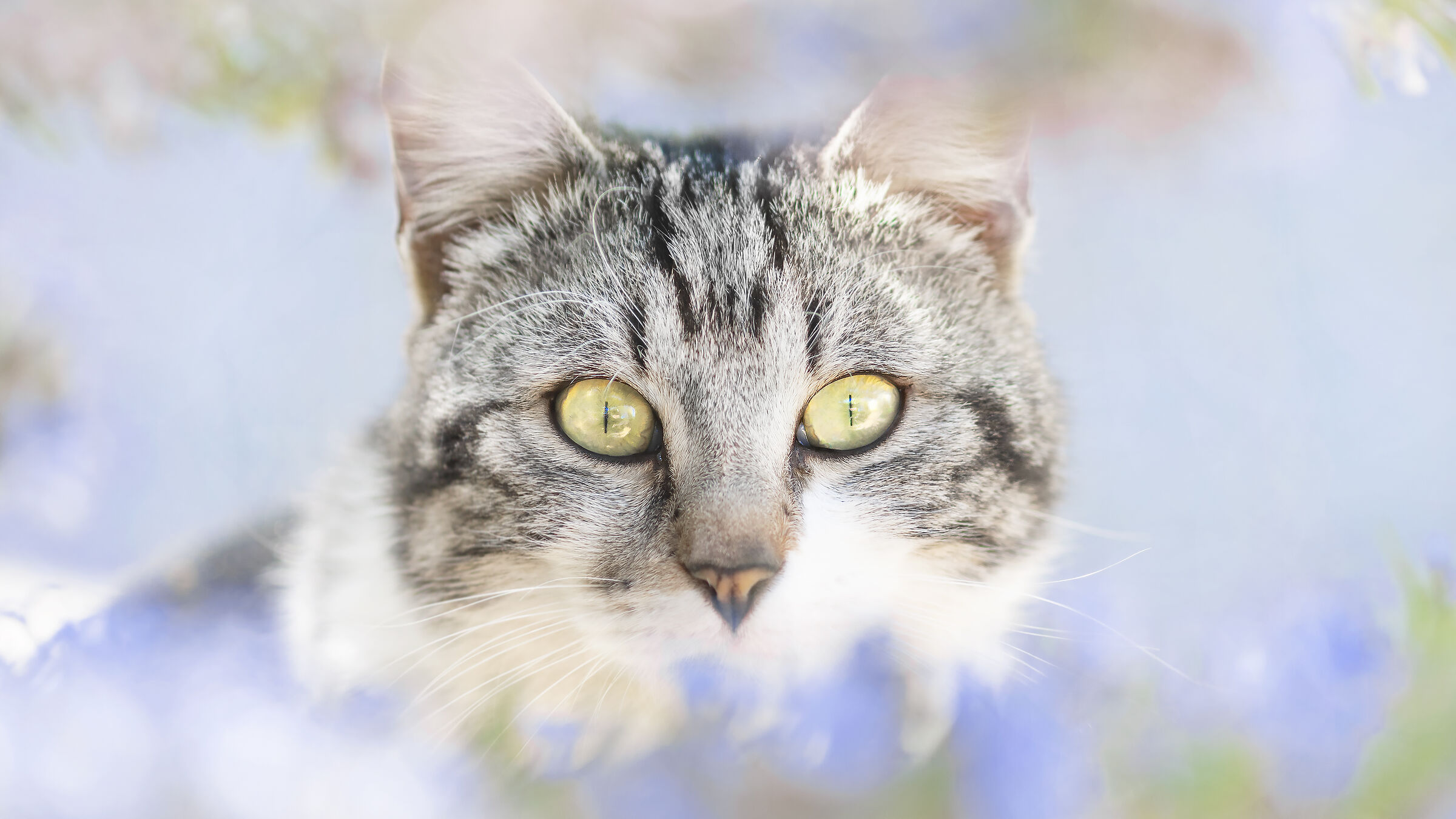gatto nel rosmarino
