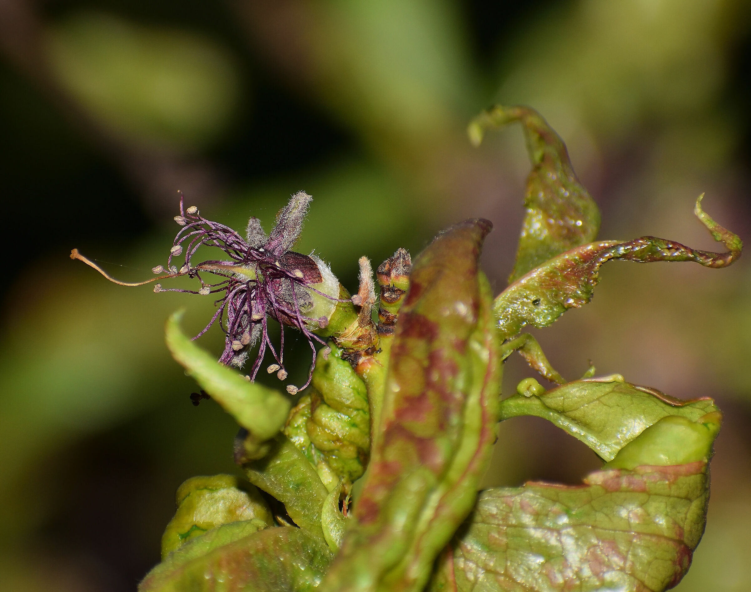 In agosto sarà una Pesca