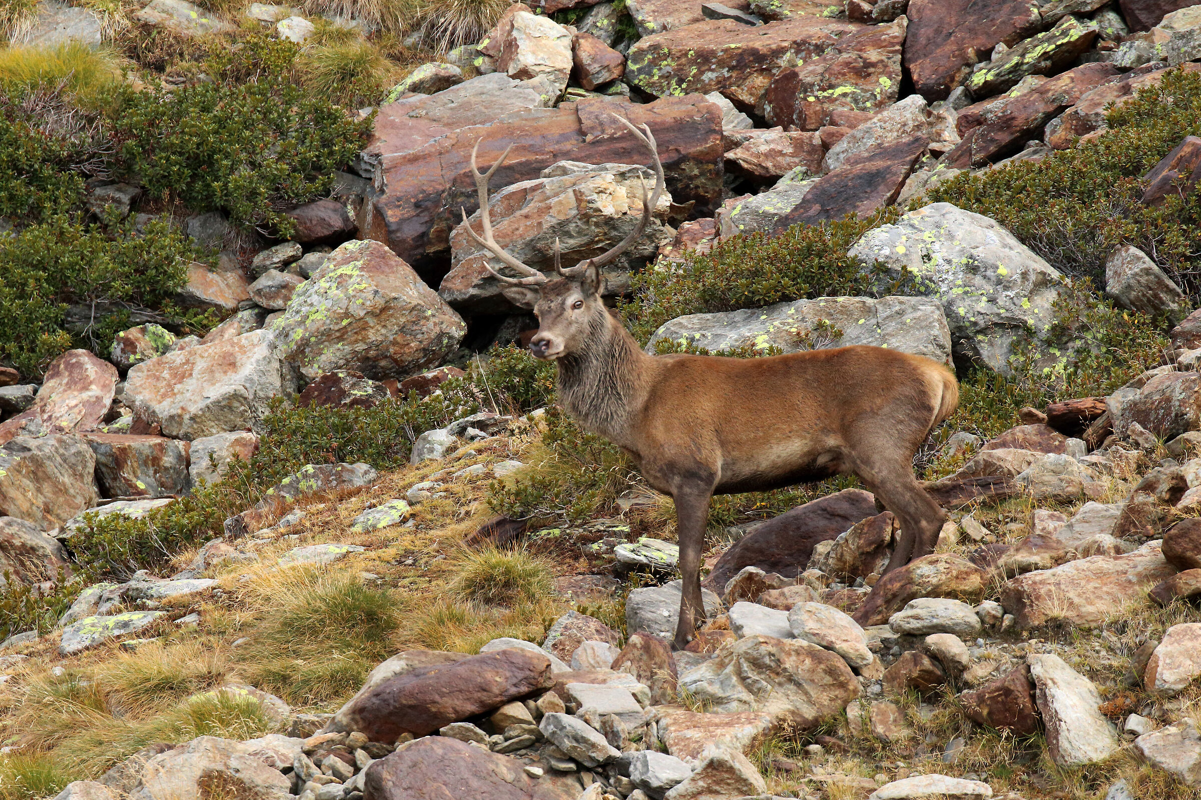 il maschio dominante