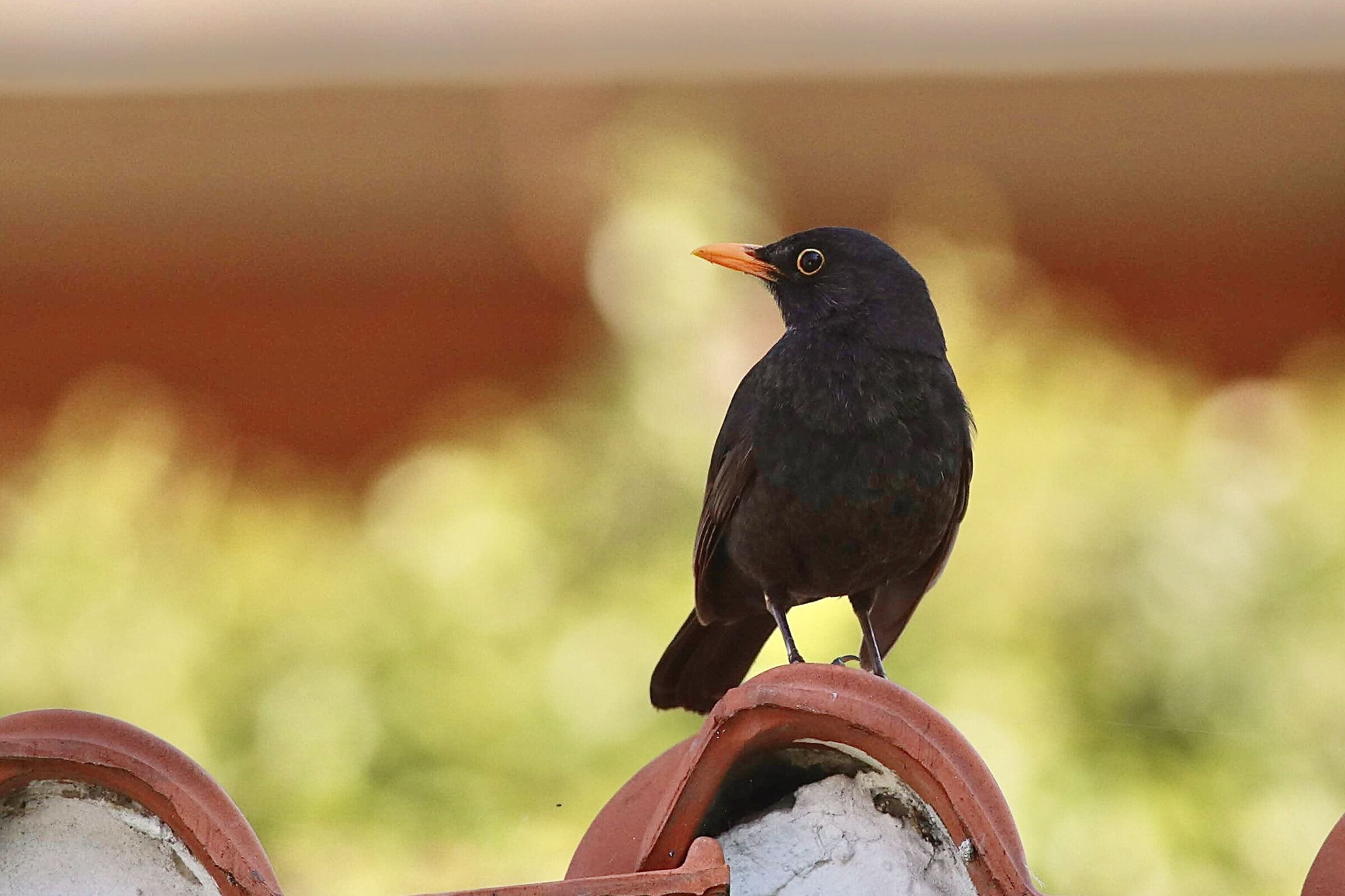 Merlo - Turdus merula