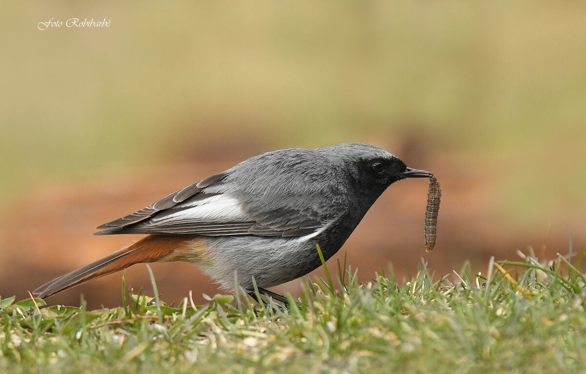 Chimney sweep... Predator...