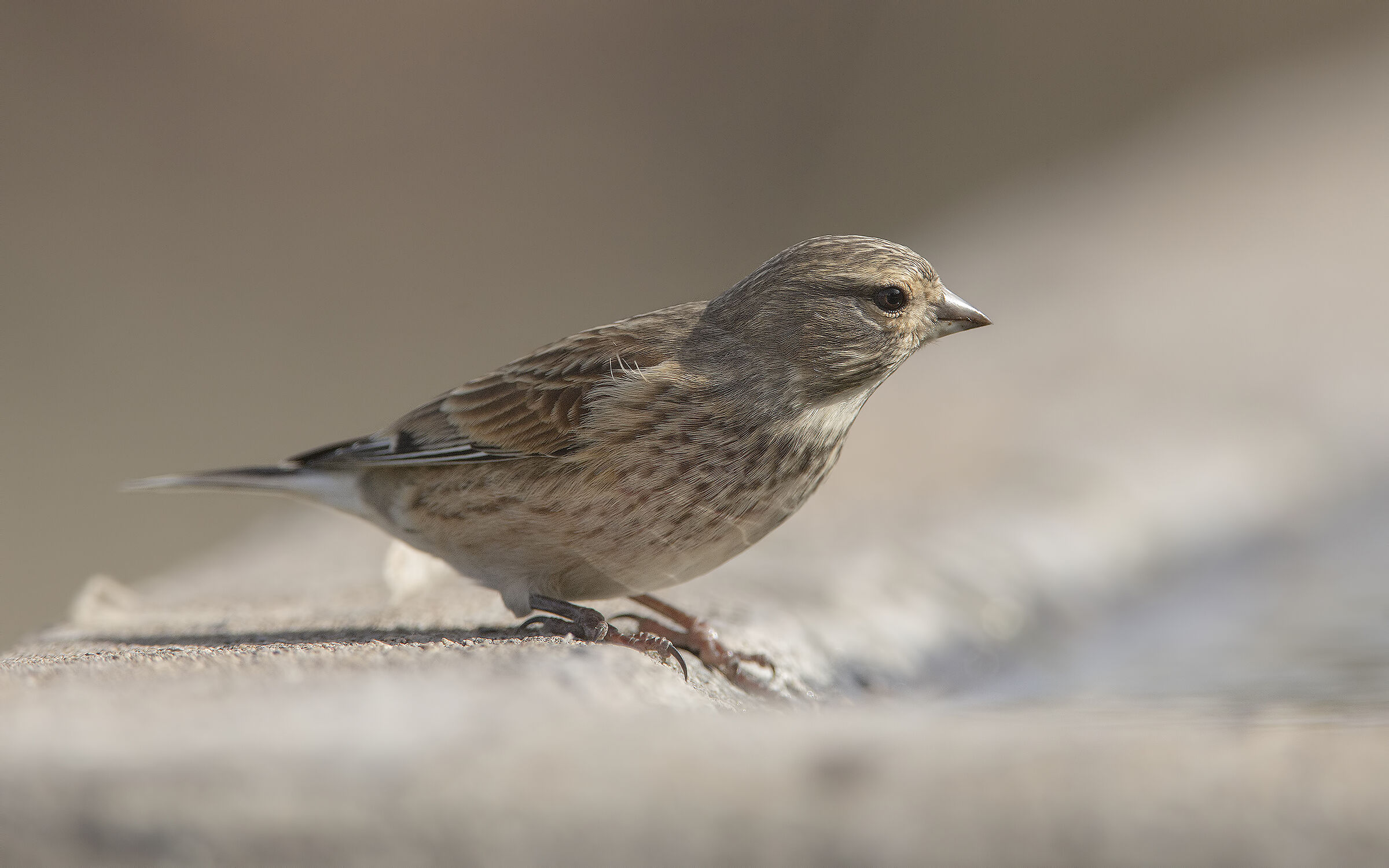 This is tough... I don't know what it is.... a young man..??