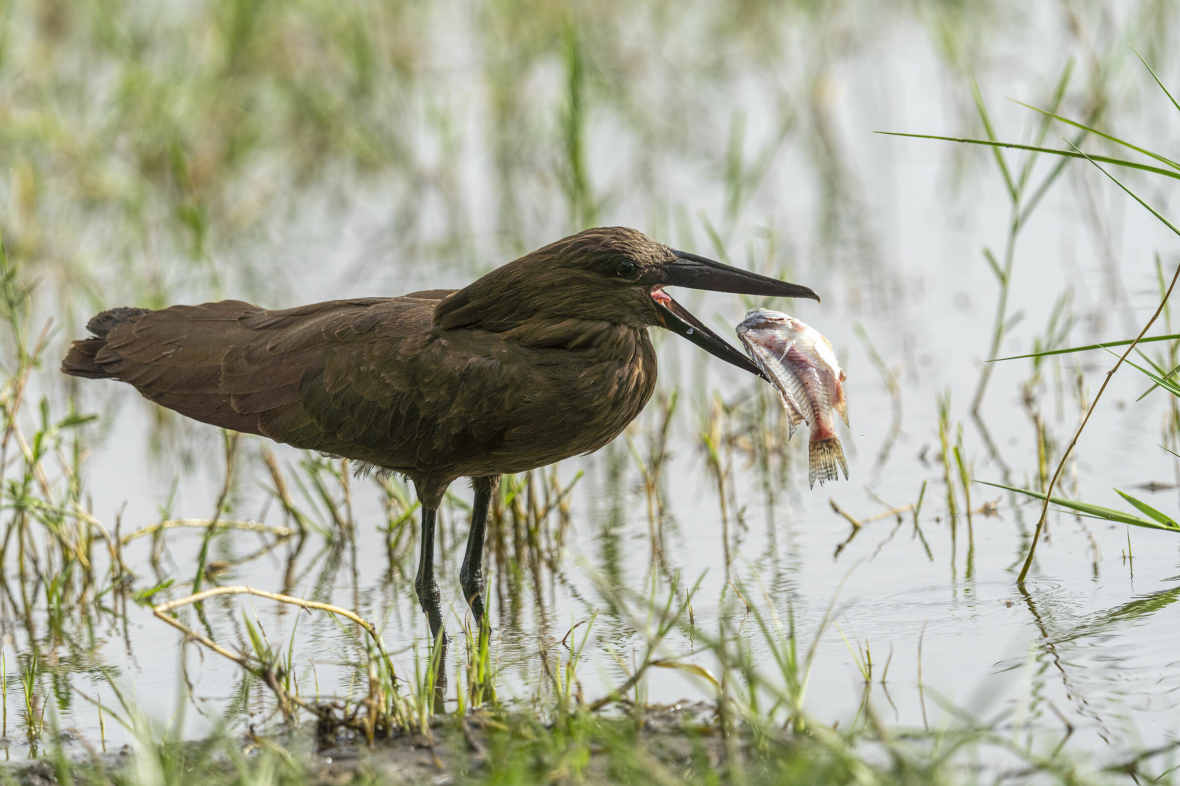 Umbretta, Scopus umbretta