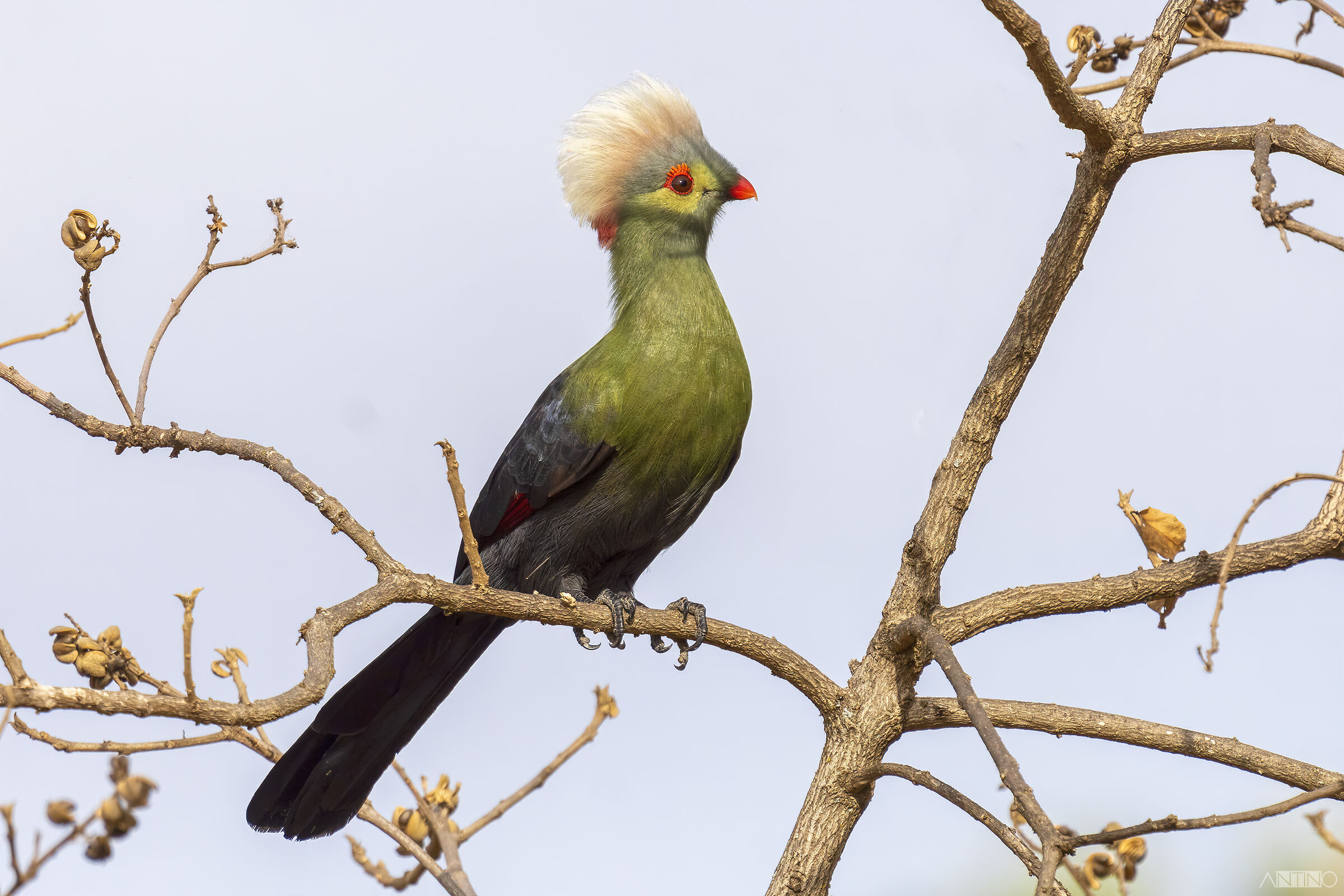 Turaco di Ruspoli, Tauraco ruspolii