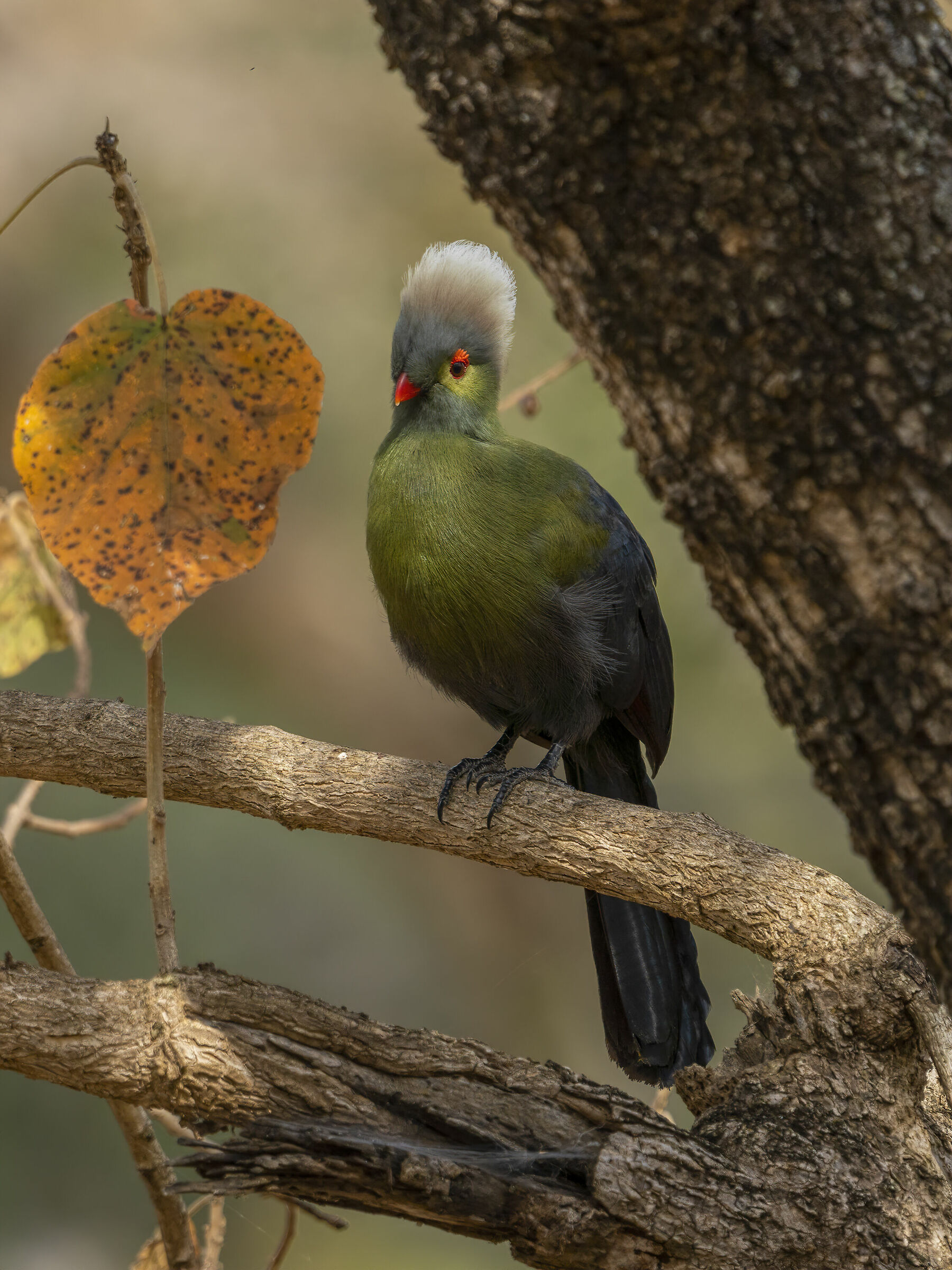 Turaco di Ruspoli, Tauraco ruspolii