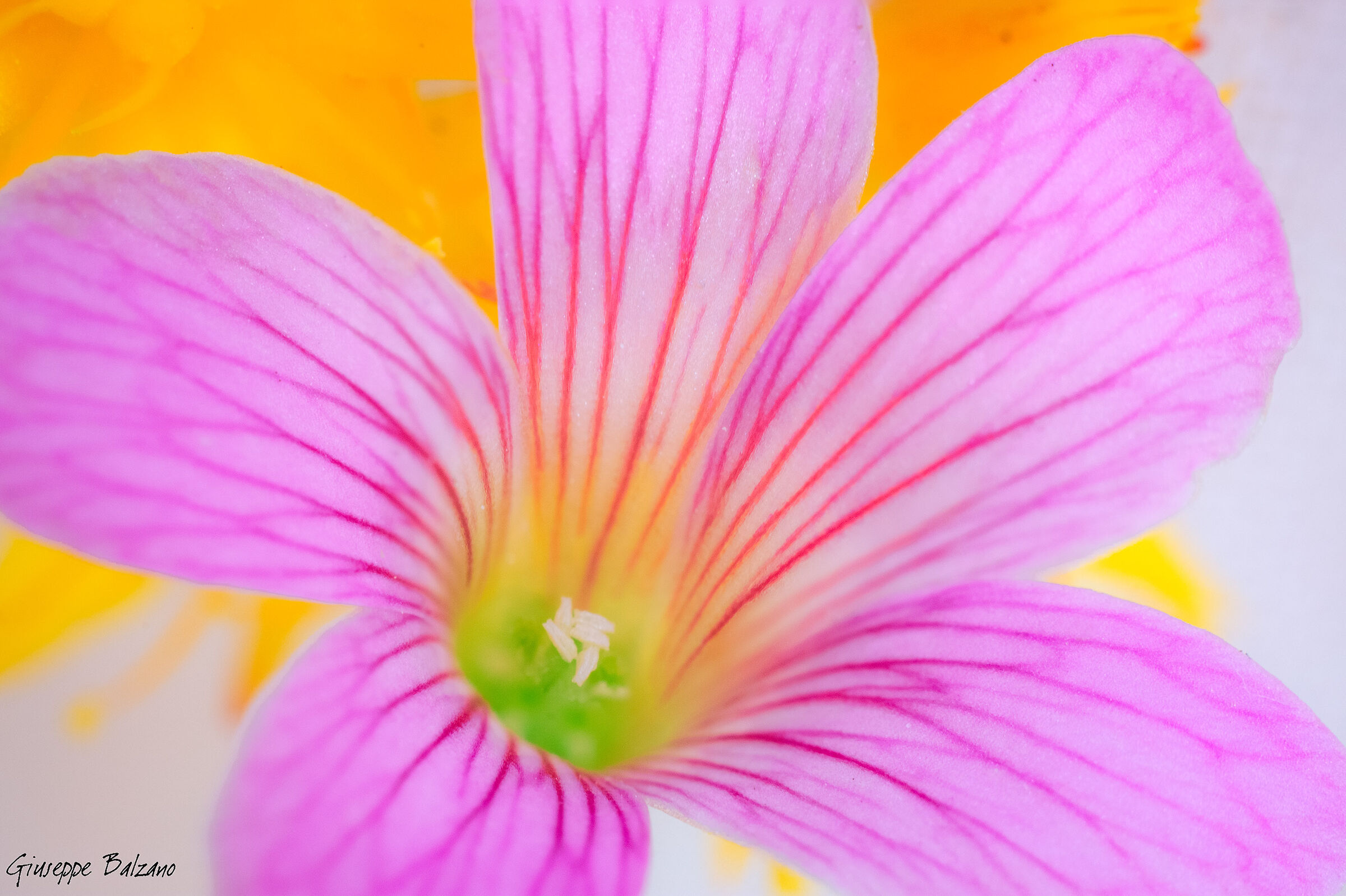 Fiorellino di campo.