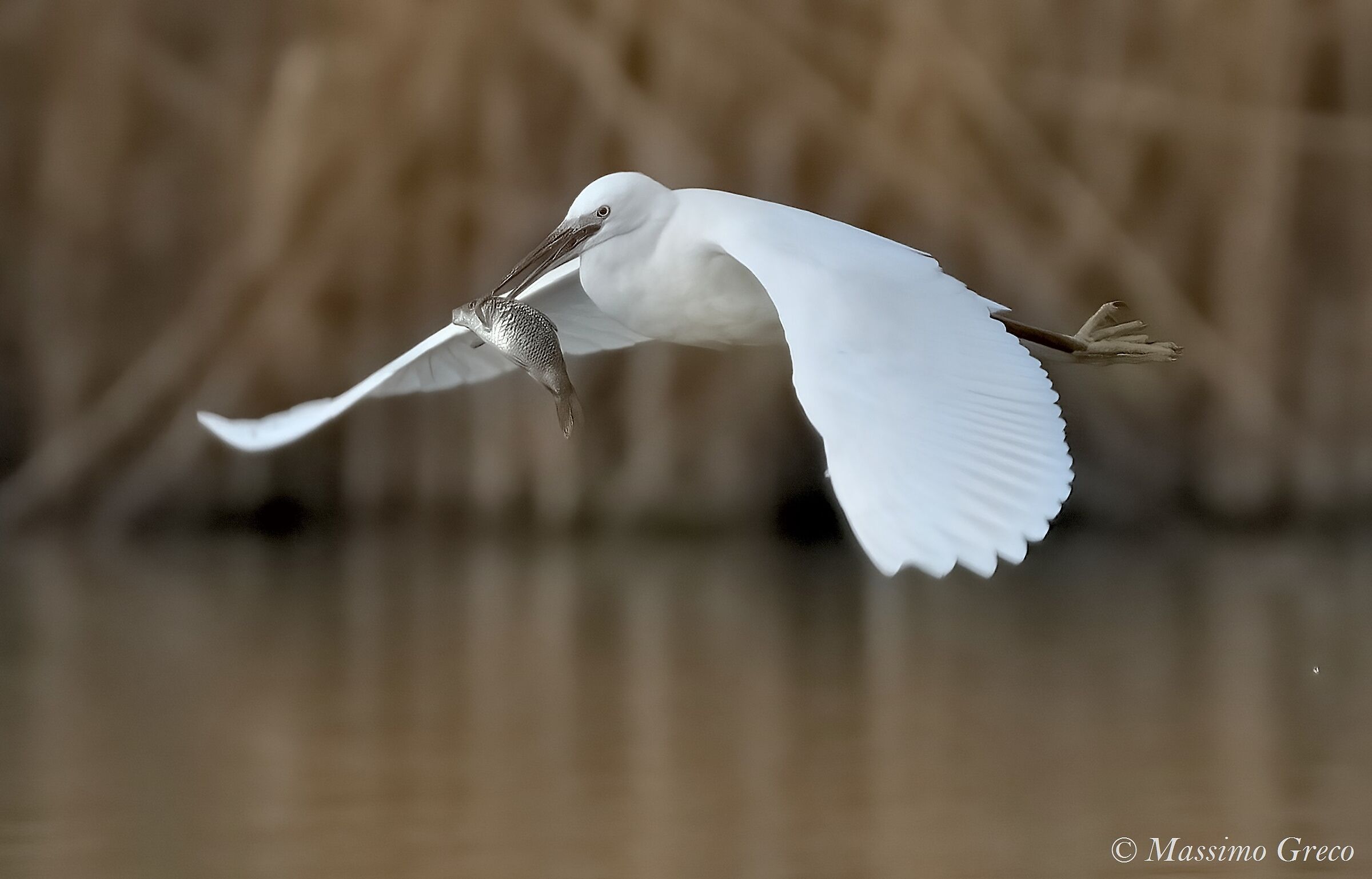 Garzetta con un gran pescato