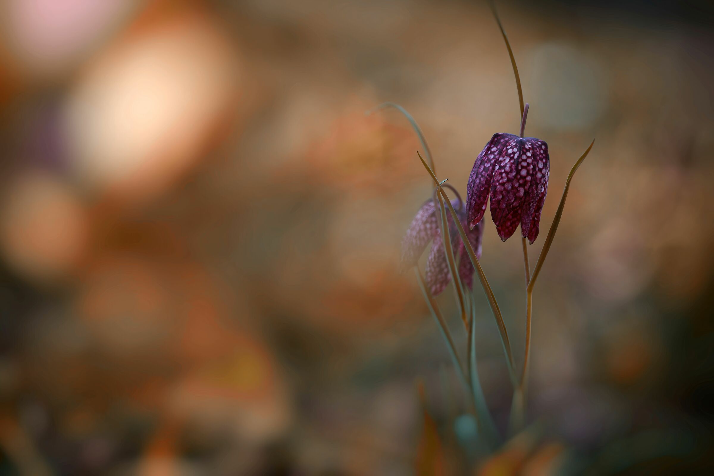 Frittilaria meleagris