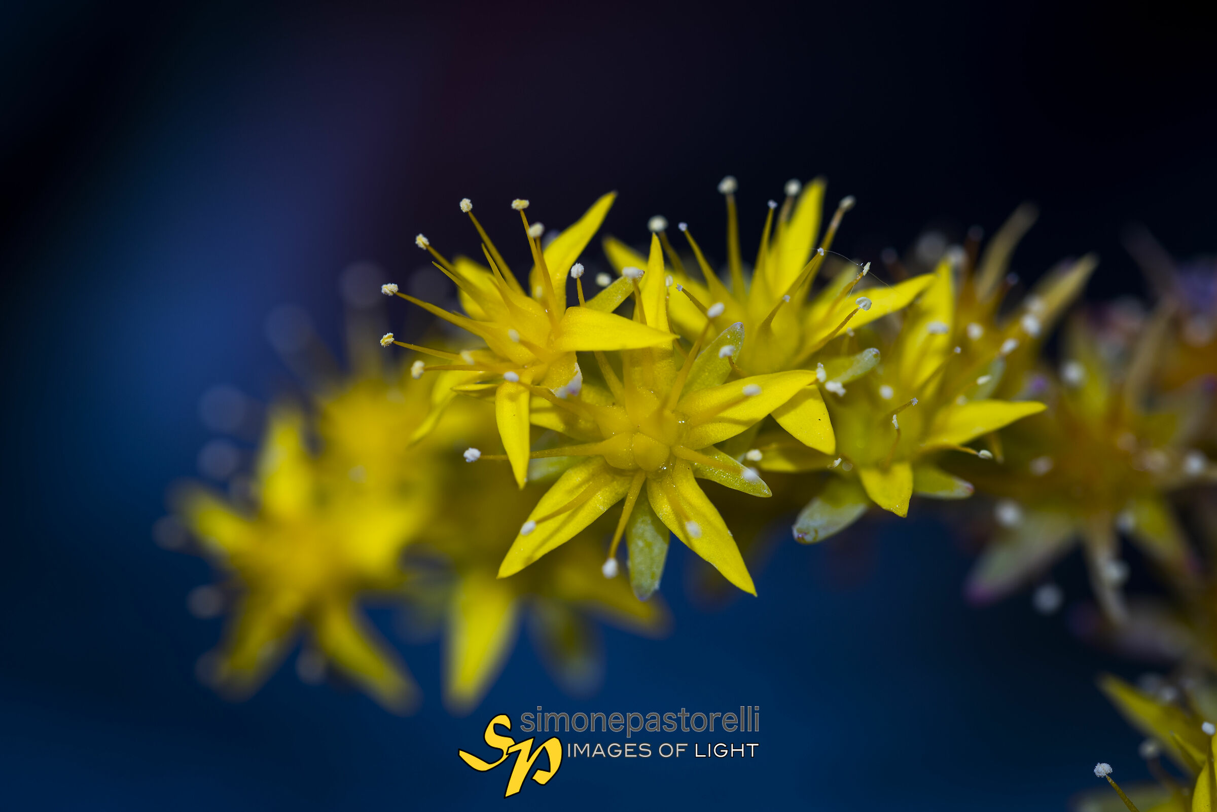 Yellow flower on balcony