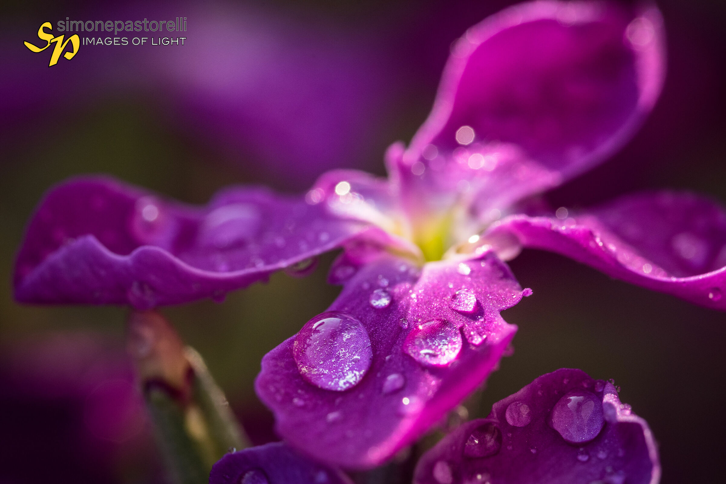 Purple balcony flower