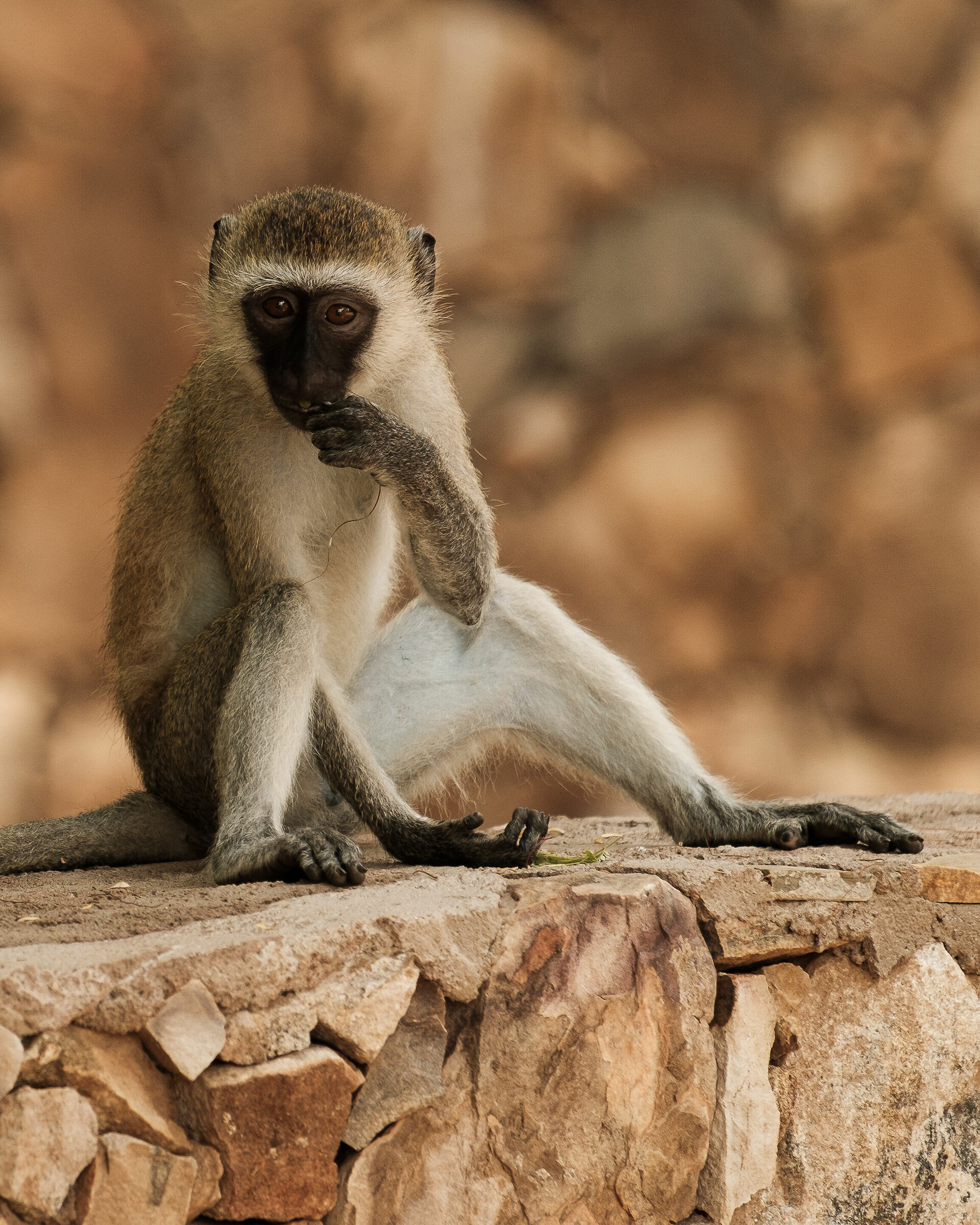 I coinquilini del lodge - Safari allo Tsavo East