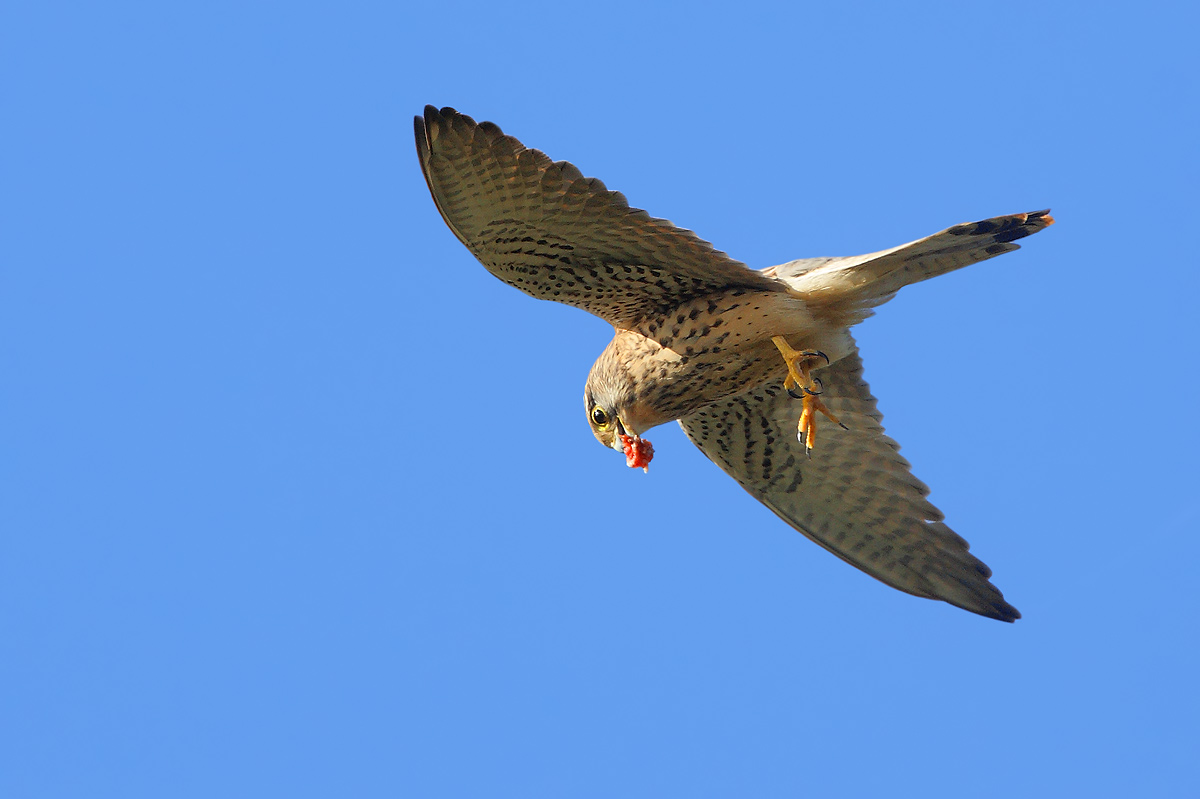 kestrel