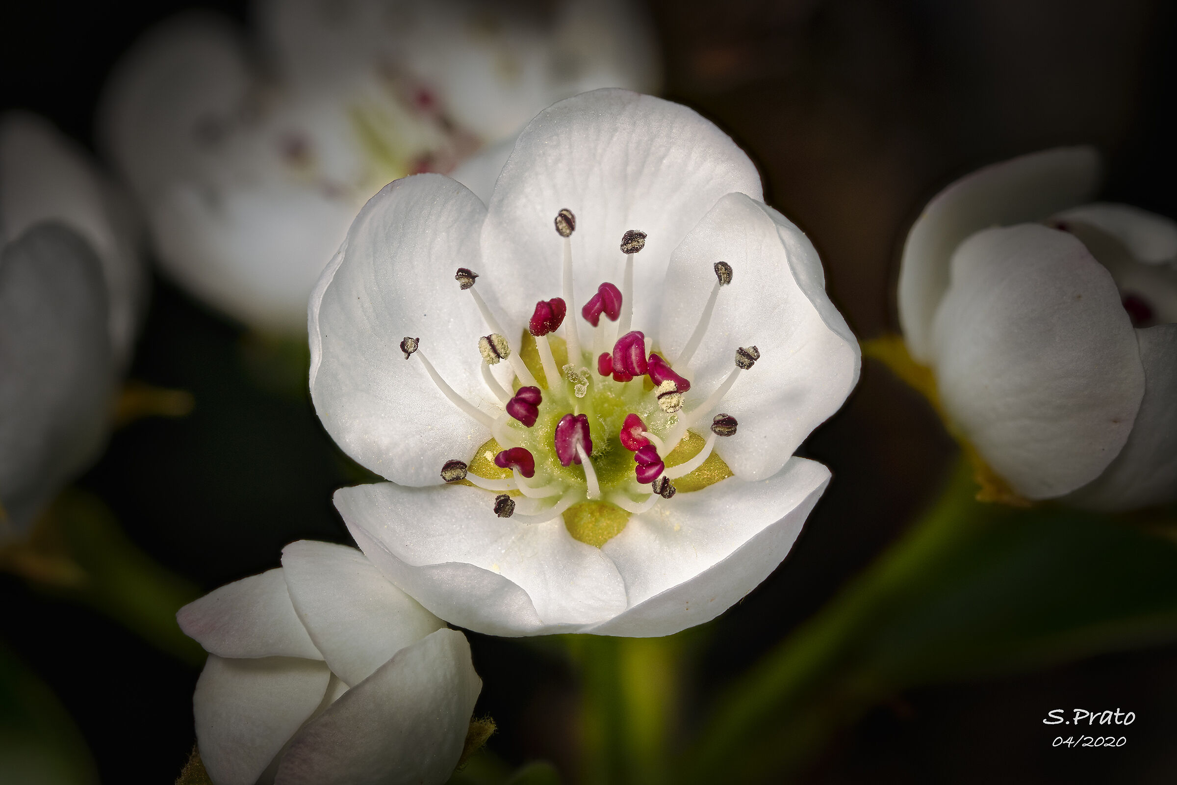 fioritura in giardino