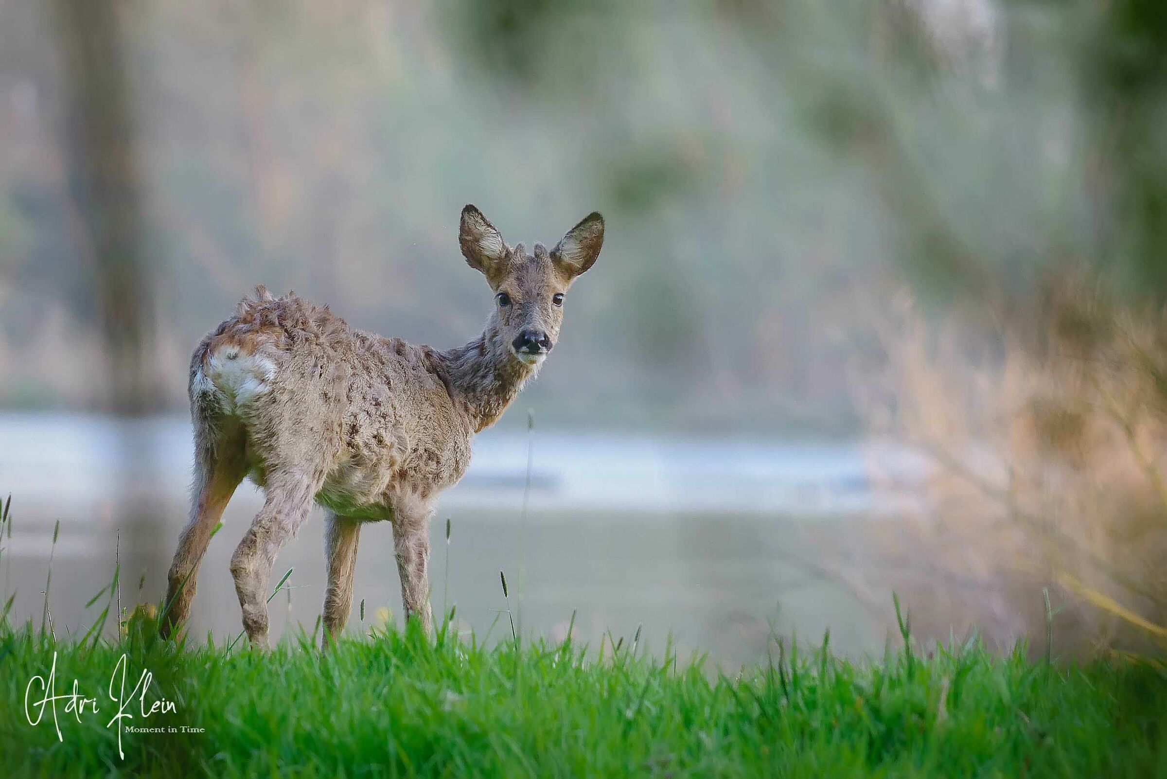 Roe male