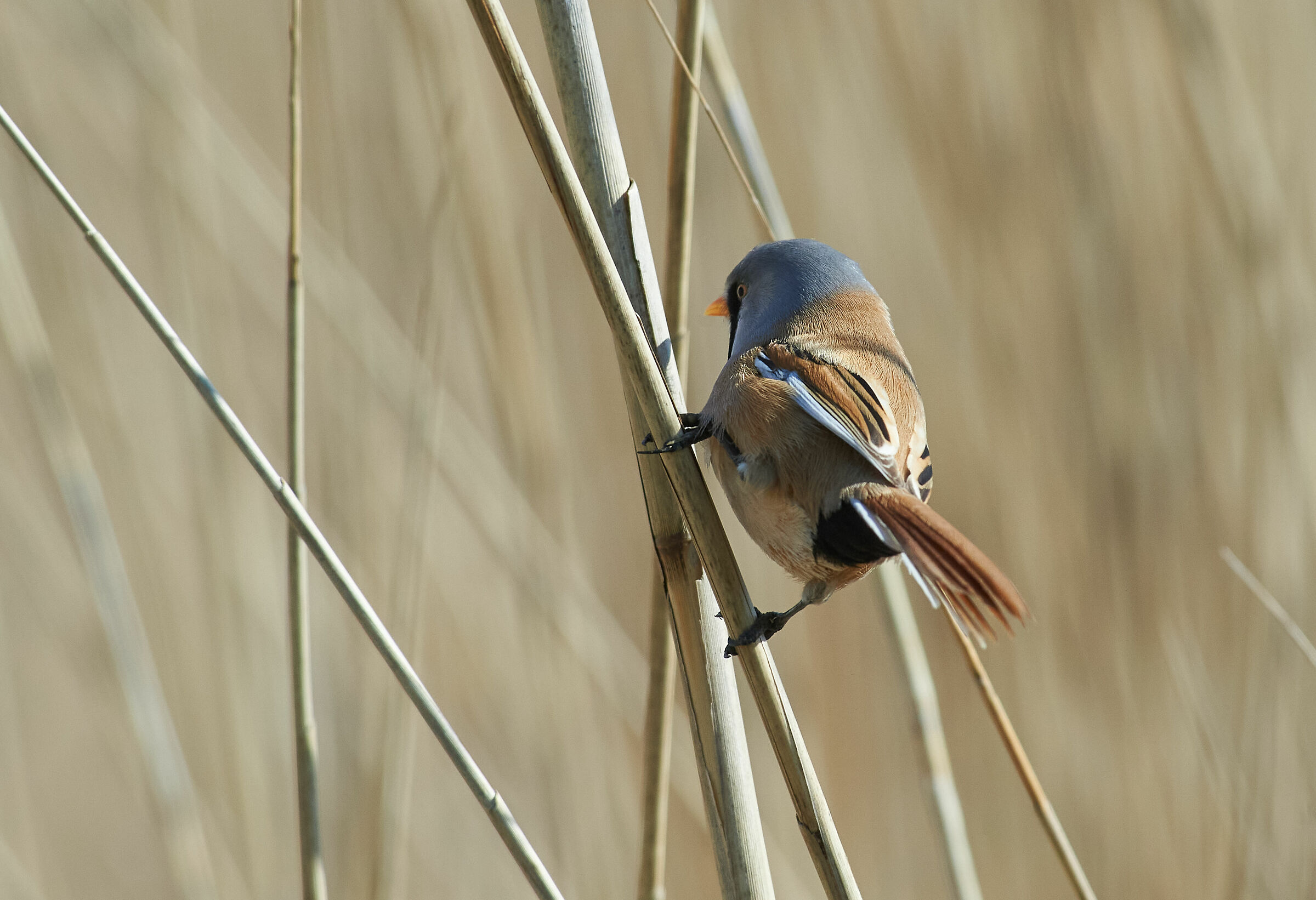 Bearded Reedling backside