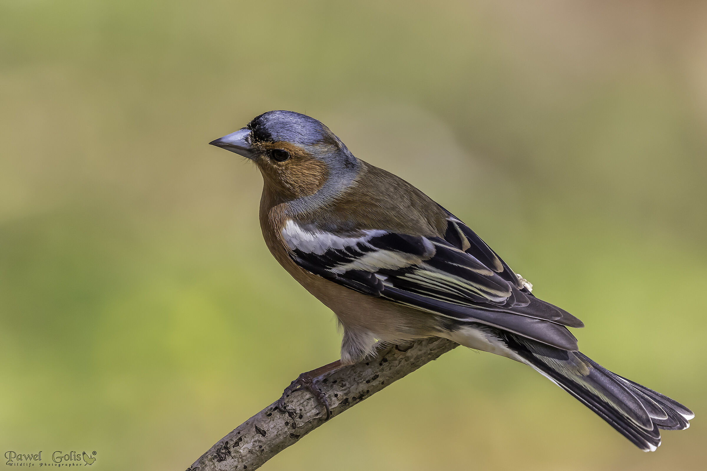 Chaffinch comune (Fringilla coelebs)