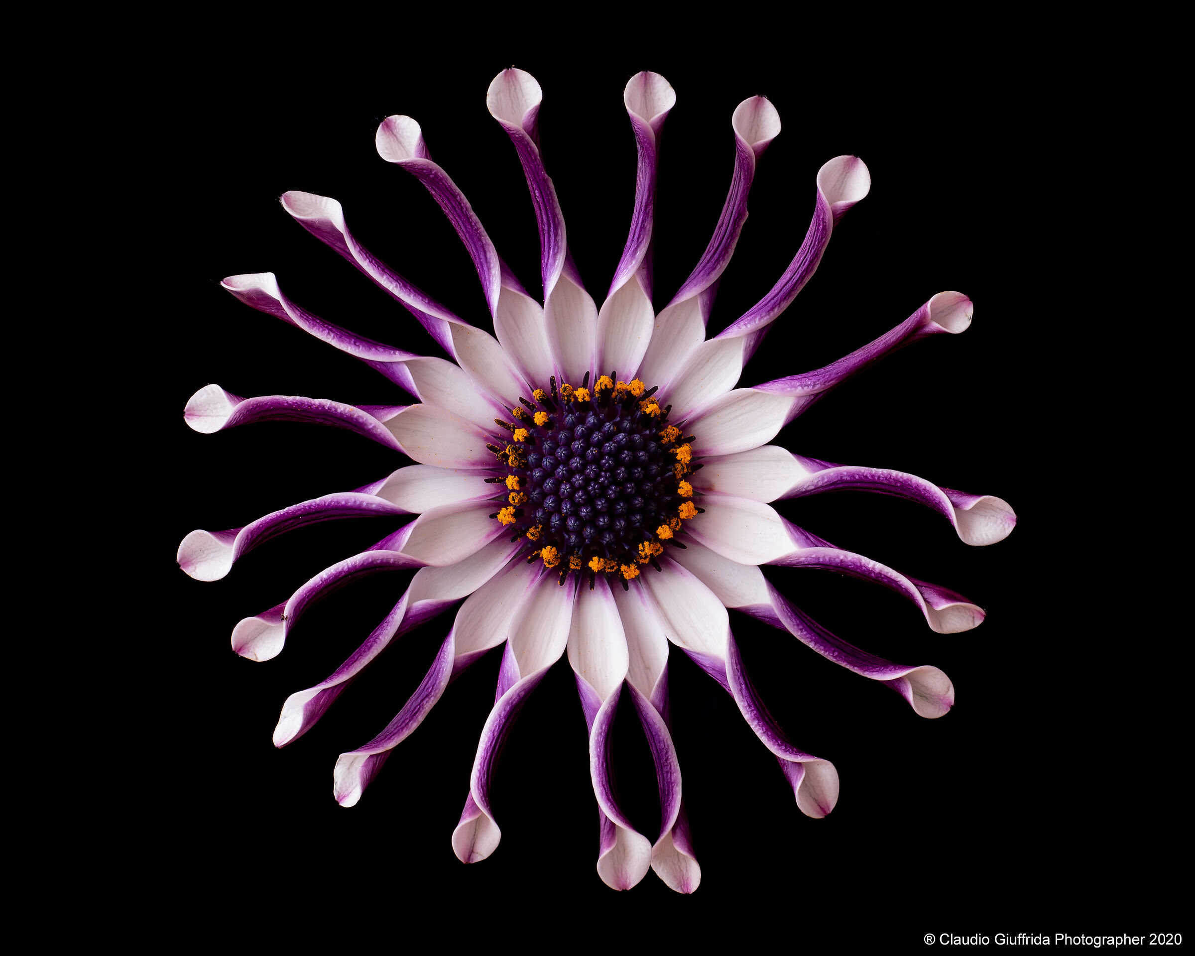 Osteospermun fruticosum