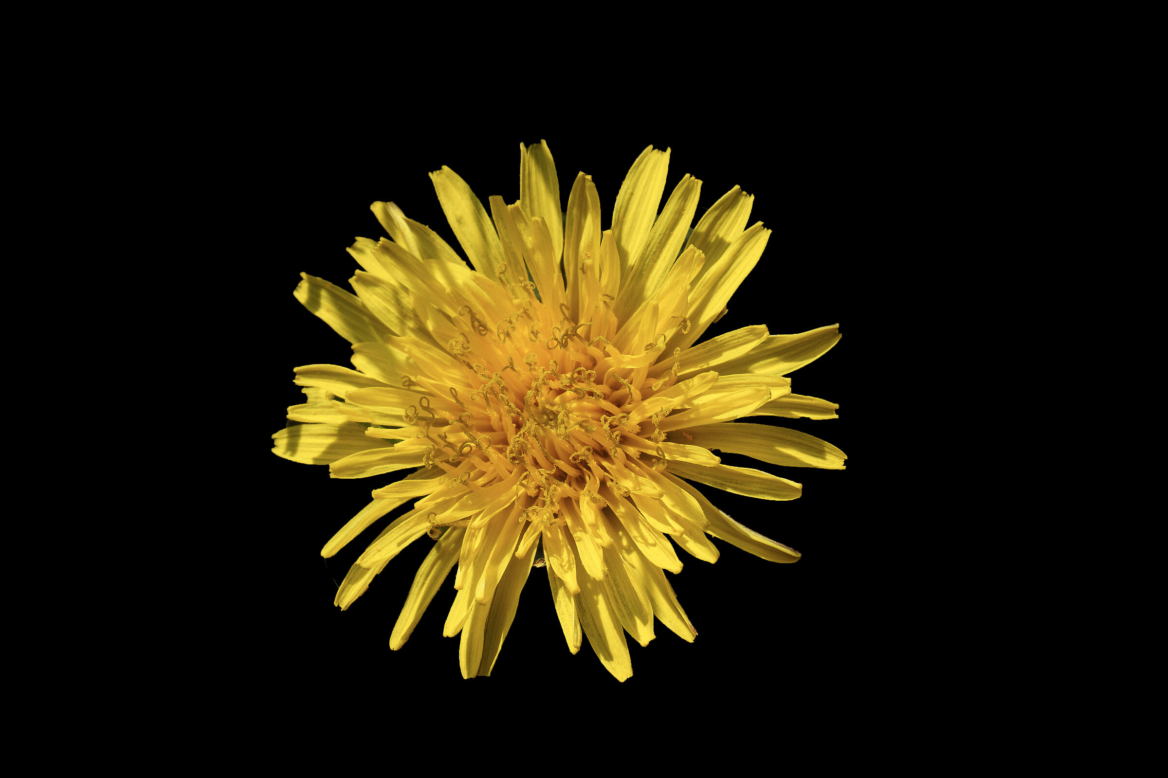 dandelion flower
