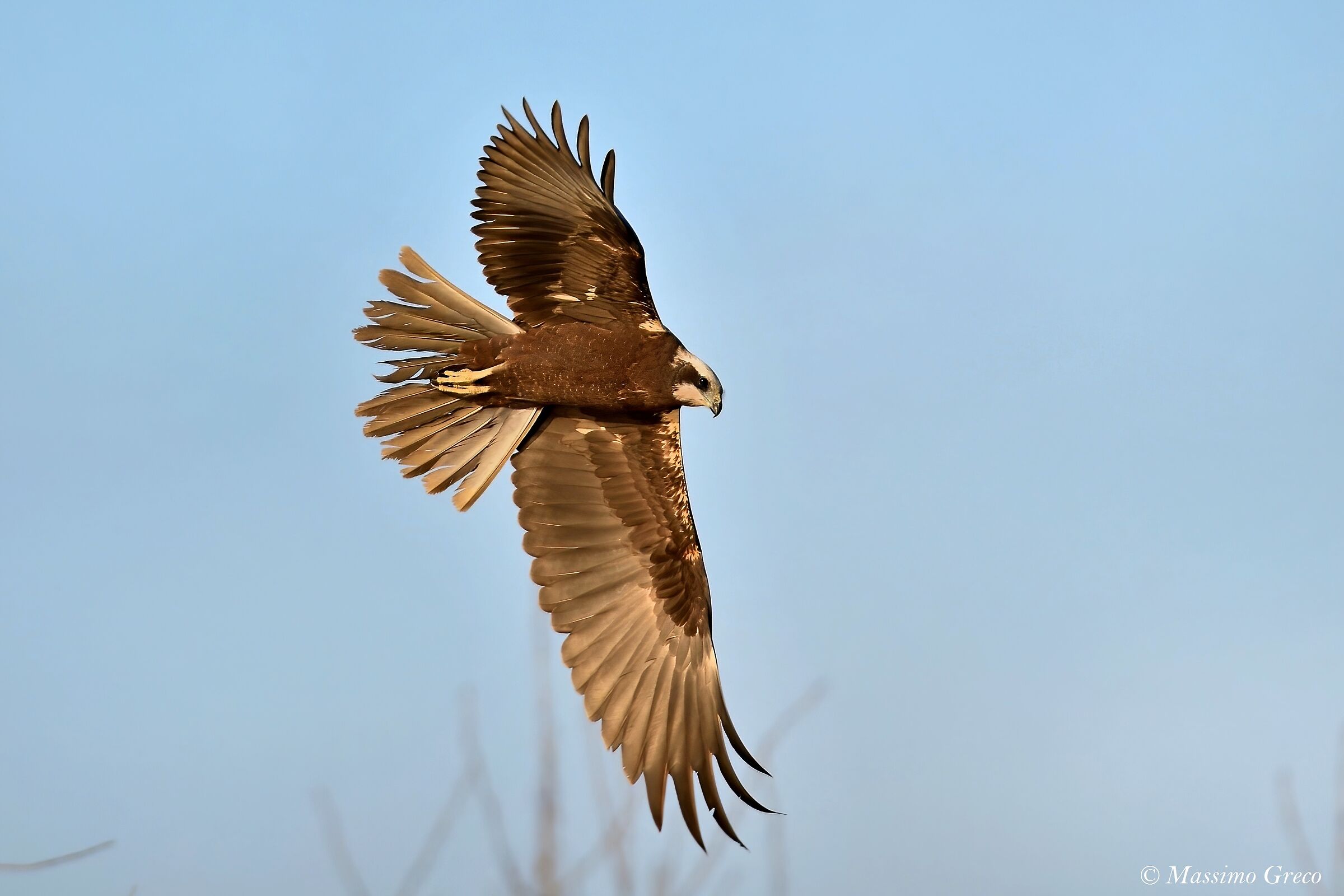 Swamp Hawk (Circus aeruginosus)