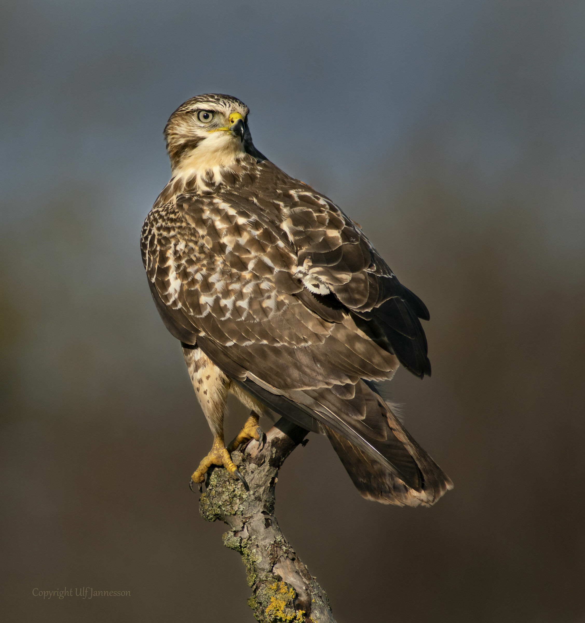 Buzzard, In bella posa