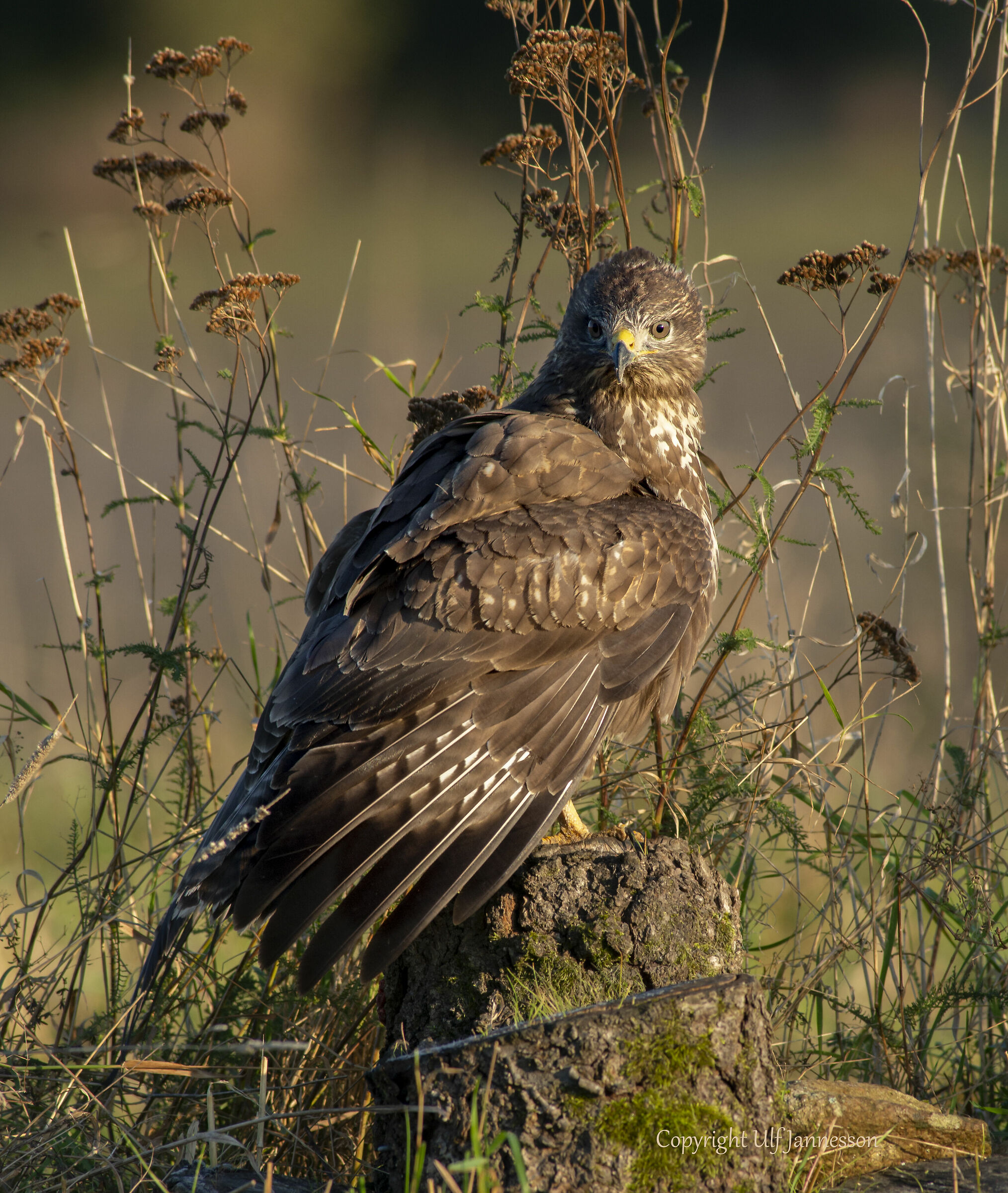 Buzzard, Riposo al sole